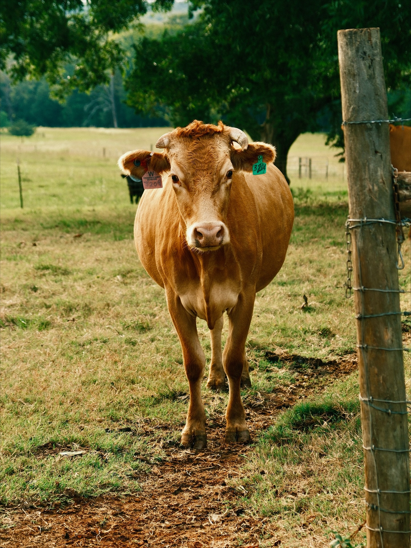 How much do you love cows ?? ❣️🐮 Vote Below !! ⬇️