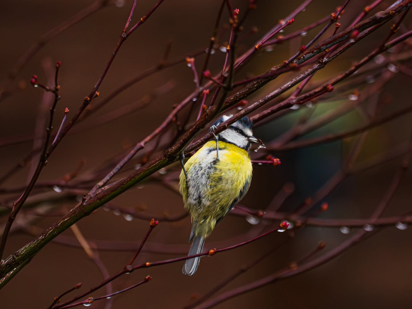 Closing in on turning 30 and I'm suddenly fixated by bird photography..?
Taken on Olympus OMD EM-10 Mark II using 70-300mm lens
๐ฅ
Trying to get back into the swing of grabbing my camera for wildlife photography & nature photography specifically, even just for back garden birdwatching, considering we're approaching freezing temperatures now ๐
๐ฅถ
