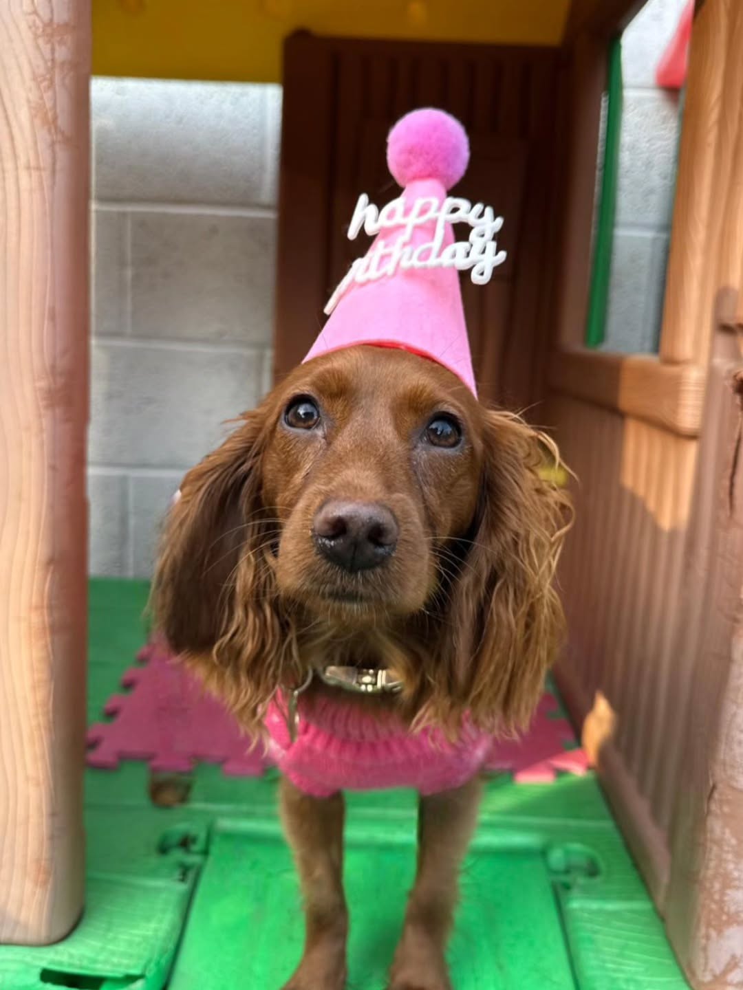 Happy Birthday Ruby, having a great time at Doggy Daycare 🐕 ❤️