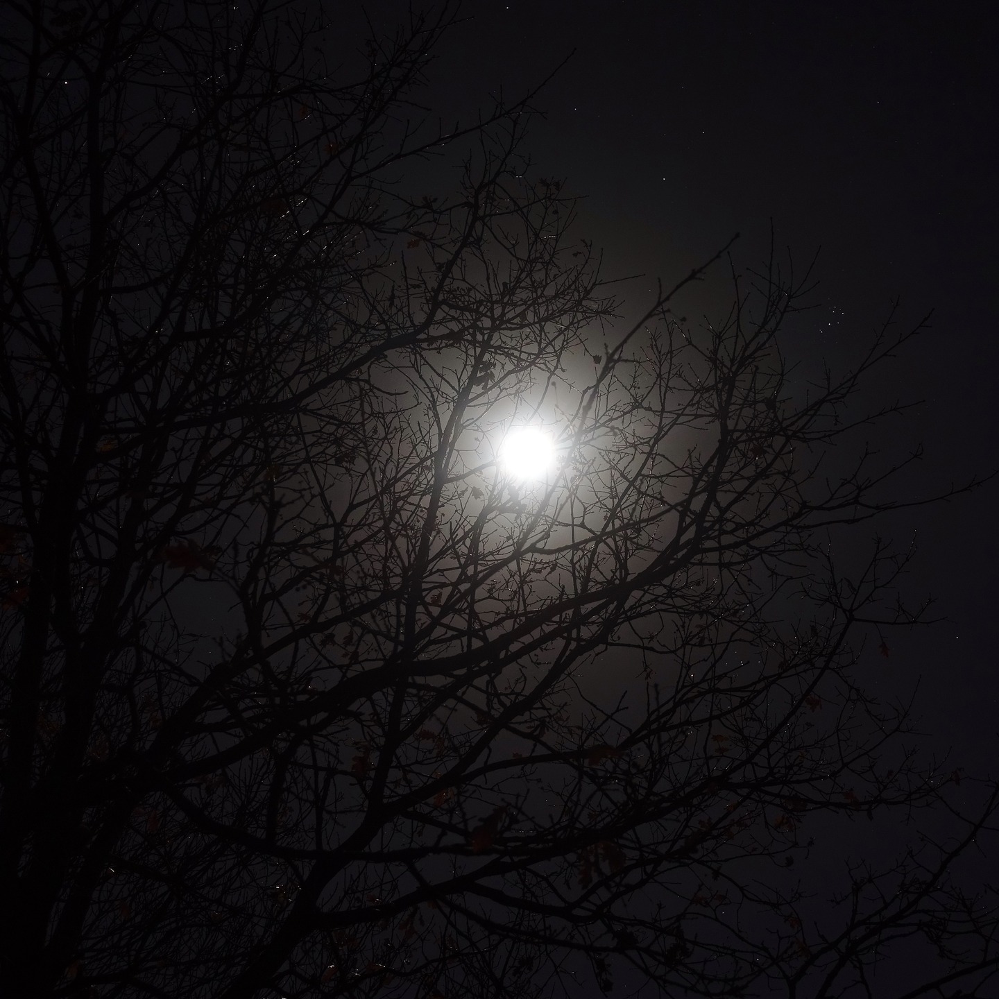 I wanted to try and capture the cold moon the other night with my simple Sony RX100 Mk4. I have some things to learn. I reckon I ought to have adjusted the shutter speed. This was OK - you can see the stars, and it was the perfect night out. My goal? To get photography licked and to acquire a better camera for the job. #coldmoon #moonlight #moontribe #naturemoon #moonphoto #treemoon #coldnight #starlit #nightsky