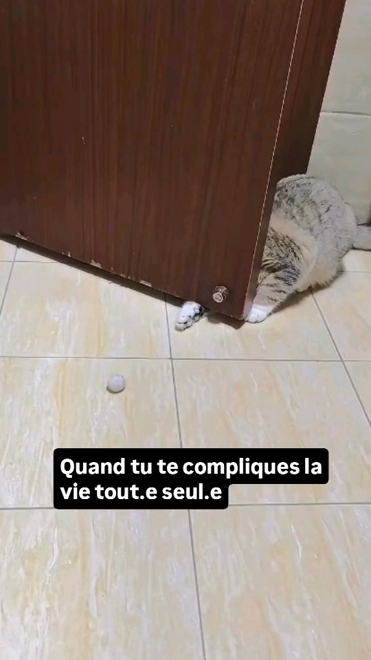 Il suffit parfois de changer de perspectives... ou pas.
Car parfois on préfère quand même rester dans ses vieux schémas...
(Les chats, nos plus grands enseignants 😼)