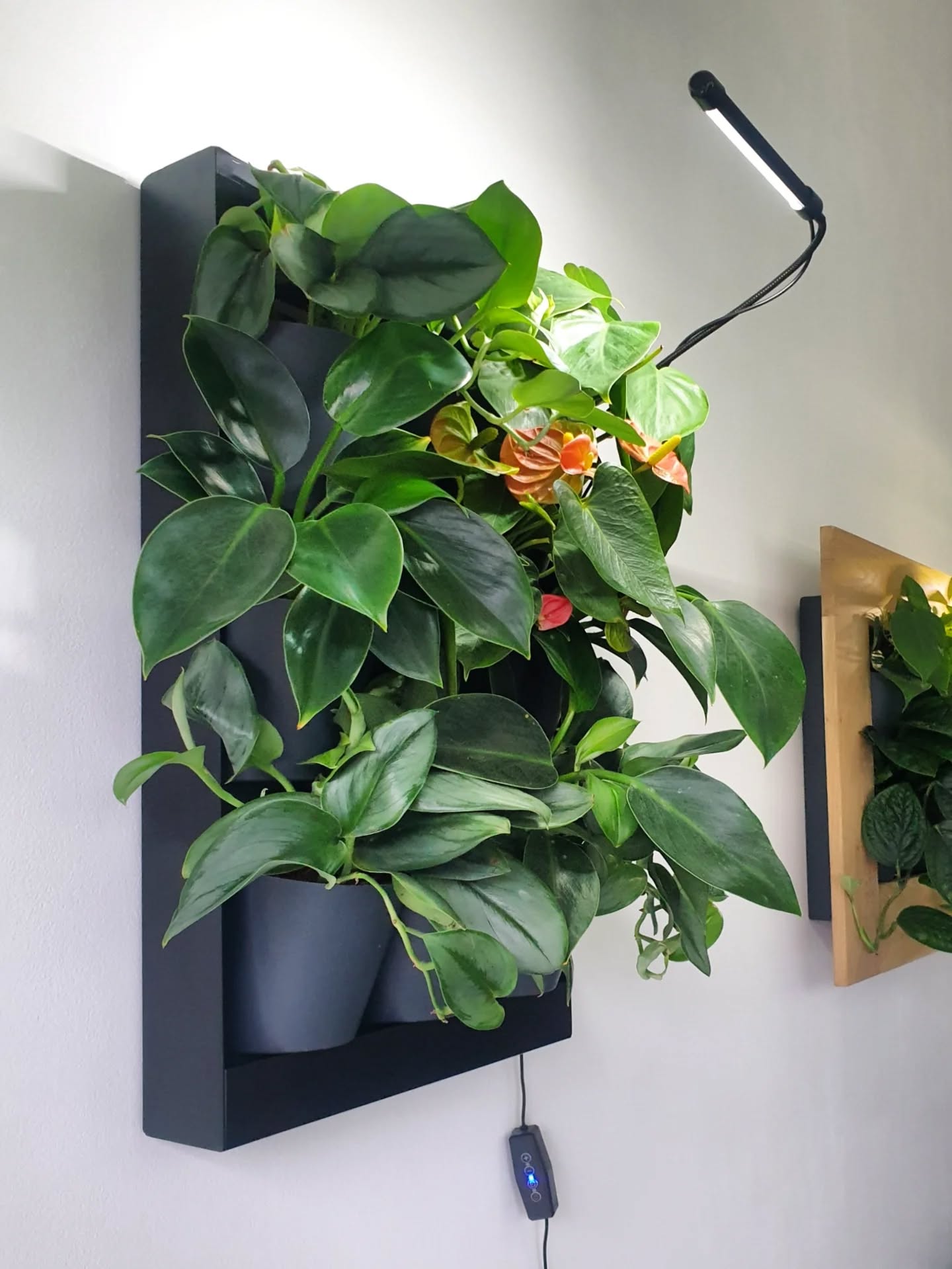 Pri príležitosti otvorenia EOshopu máme pre Vás predvianočný darček🎁. Príďte si vybrať jeden z hotových obrazov, a rastliny od nás dostanete grátis 💚.
Nájdete nás v Košiciach na Popradskej 84.
#ziveobrazy #kosice #showroom #vianocnydarcek