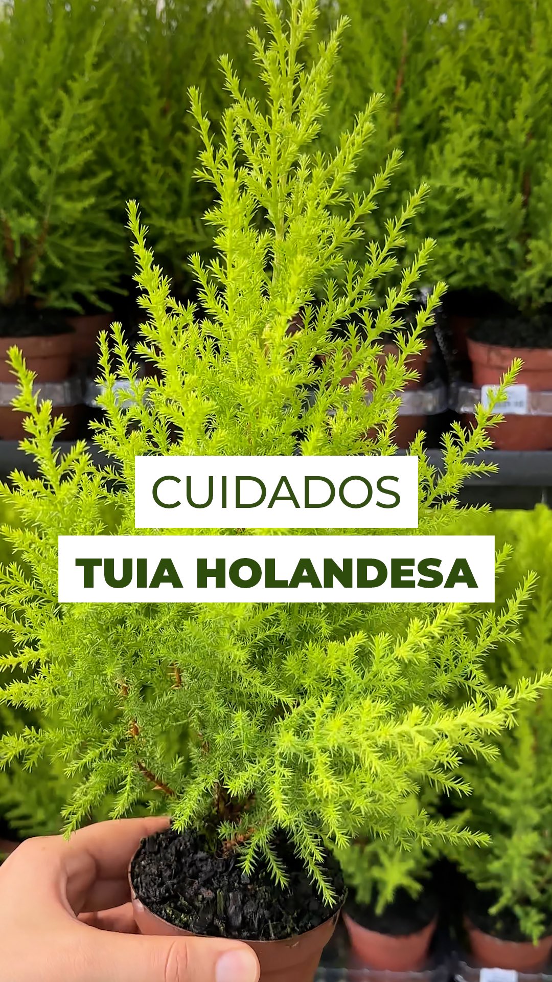 Imagina uma planta com cheiro de limão! 💚
Essa é a Tuia Holandesa, um pinheiro natural cheio de charme e frescor, que transforma qualquer espaço.
💧 Gosta de rega diária, sempre direto no substrato, sem encharcar e sem molhar as folhas.
🌤️ Prefere ambientes bem iluminados e arejados, com pelo menos duas horas de sol por dia.
E se o ponteiro começar a cair, é um aviso: ela está com sede!
Já conhecia a Tuia Holandesa?
Conta pra gente nos comentários 👇
#tuiaholandesa #goldcrestwilma #pinheironatural #natalnatural #decornatal #natal #natal2025 #natalnatural #decoraçãodenatal #christmasdecor #christmasvibes #xmasdecor #árvoredenatal #pinheironatal