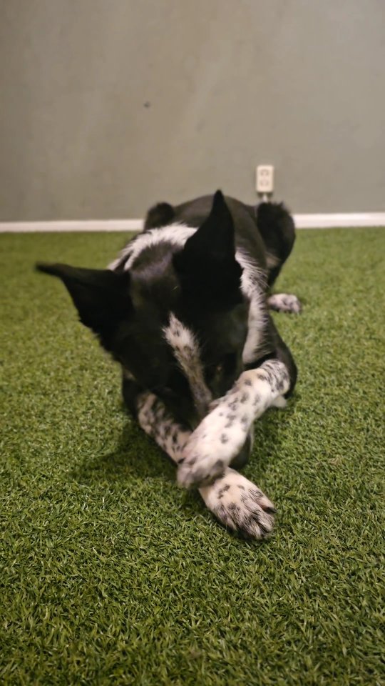 When your dog is used to generalize everything… and then decides to take it to a whole new level himself 👌😂
I only taught him to do “shy” while sitting, but according to Spud it apparently works just as well standing, lying down, faced out, or fully on his side.
His ability to generalize is incredible, and he has ZERO problems when I introduce something new, blend tricks together, or suddenly improvise a sequence. I say, “I’m not sure if you can do this, it might be a bit difficult…” and he’s like, “Hold my beer, of course I can!” 😂
He’s extremely smart and he figures things out real quick! 💥
#DancingK9 #dogtricks #freestyledog #dogsoftiktok #dogdancing