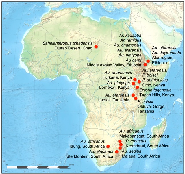 #MapMonday On this day in 1996, Paleoanthropologists Tim White and Berhane Asfaw discovered the 2.5-million-year-old fossils of Australopithecus garhi, a new species of early hominid, in the Middle Awash region of Ethiopia. This map shows sites of significant early hominin and australopithecine fossil discoveries... Source: https://pressbooks.online.ucf.edu/ant2000/chapter/chapter-4/