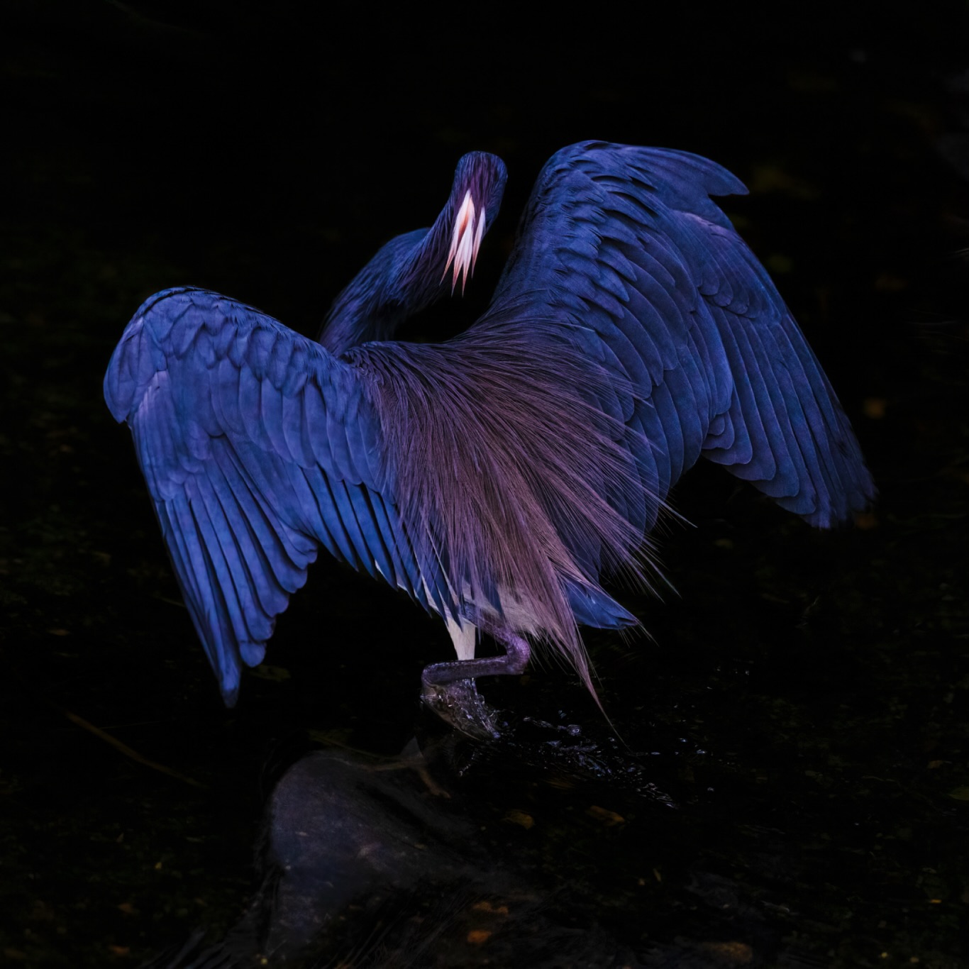 We bend over backwards trying to find rhythm in a discordant system. Liberation is in rest, in stillness, in beauty, in love.
☆
Tricolored Heron
☆
#birdman #birdsofig #birding #birdwatching #tricoloredheron