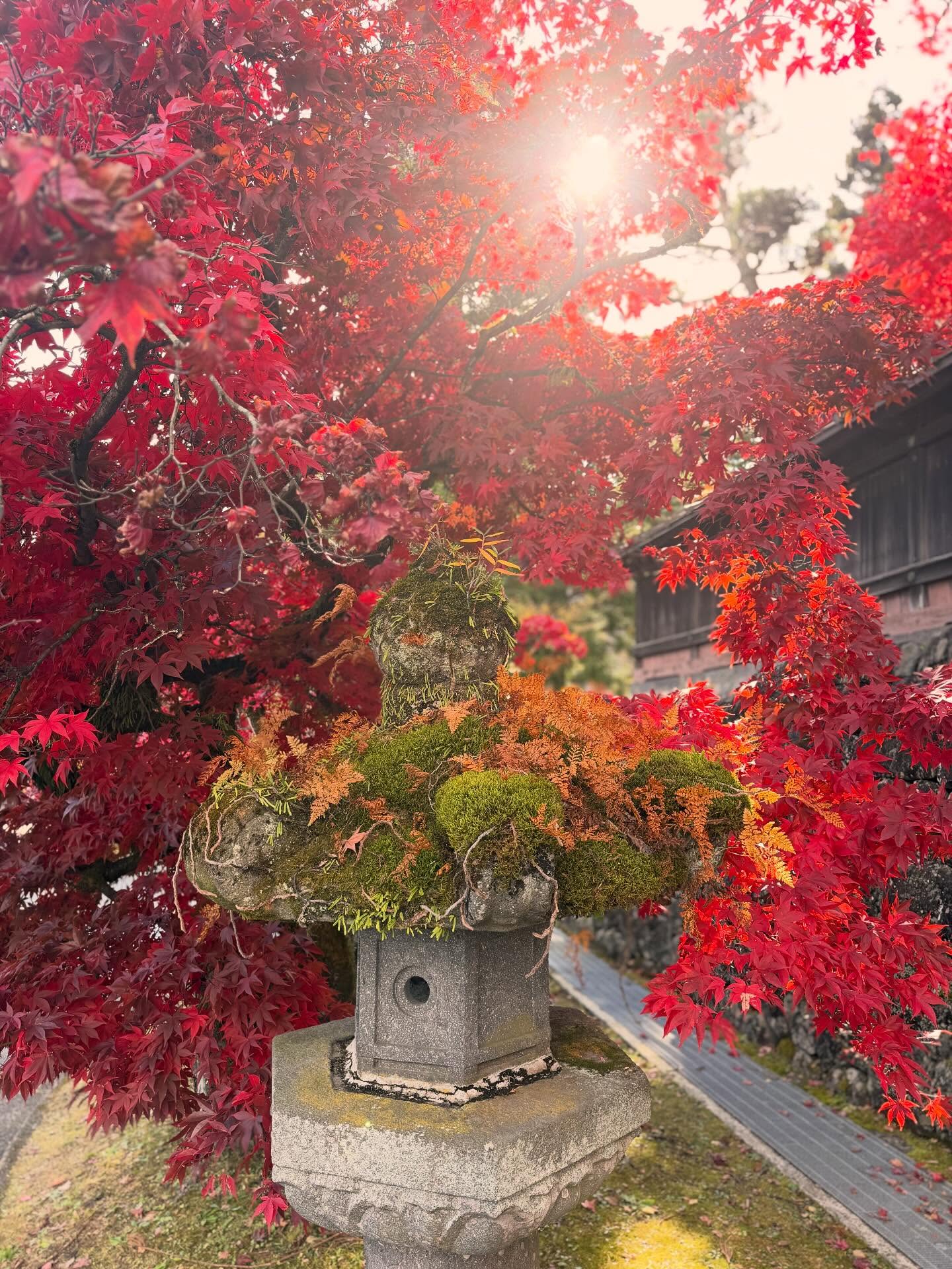 🍁✨ Nikkō en feu cette année ✨🍁
Les érables ont littéralement explosé de couleurs : un rouge profond, presque irréel, qui enveloppe même les lanternes de pierre sous une pluie de feuilles et de mousse.
Chaque coin de Nikkō ressemble à une peinture vivante — calme, lumineux, et d’une beauté qui ne dure que quelques jours.
#Nikko #NikkoJapan #JapanAutumn #Koyo #Momiji #AutumnInJapan #VisitJapan #DiscoverJapan #JapanTravel #FallVibes #TravelJapan #紅葉 #日光 #もみじ #JapanGuide #Nippon #IGJapan #InstaTravel #BeautifulJapan #NatureLovers #JaponTourisme #秋の日本 #JapanShots
Un petit moment suspendu dans l’automne japonais.