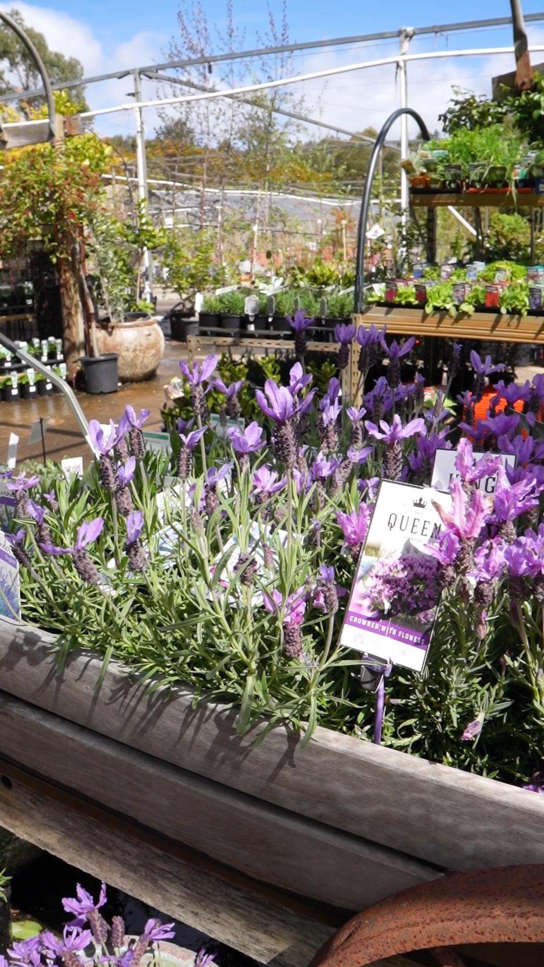 Late spring at the nursery: full colour, and fresh stock arriving weekly.
It’s a great time to visit, explore what’s in season, and get your garden set for summer.
.
.
.
.
.
.
#macedonnursery #macedongardensupplies #macedonrangesgardens #macedon #macedonranges #mountmacedon #woodend #gisborne #melbournegardens #macedonrangesnaturallycool #visitvictoria #springgardening #plantsale #australiangardening #localgardencentre