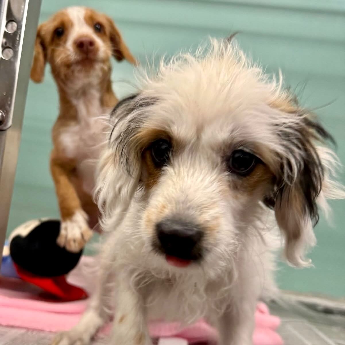 🐾 HSNT NEEDS SHORT-TERM FOSTERS 🐾
We’re getting ready for our annual Doggy in the Window holiday adoption event at Neiman Marcus (@shopsatclearfork), and we can’t pull it off without you!
Over the next few weeks, we’ll be placing small adult dogs, fluffy kittens, and the sweetest little puppies into short-term foster homes so they can stay healthy, happy, and camera-ready for their forever families. 💛
Your love gives them the best start!🎄🐶🐱
📩 To get started email -> foster@hsnt.org
#HSNTFosterHero #FosterLove #HSNTFamily #AdoptDontShop #HSNT #NeimanMarcus #Clearfork