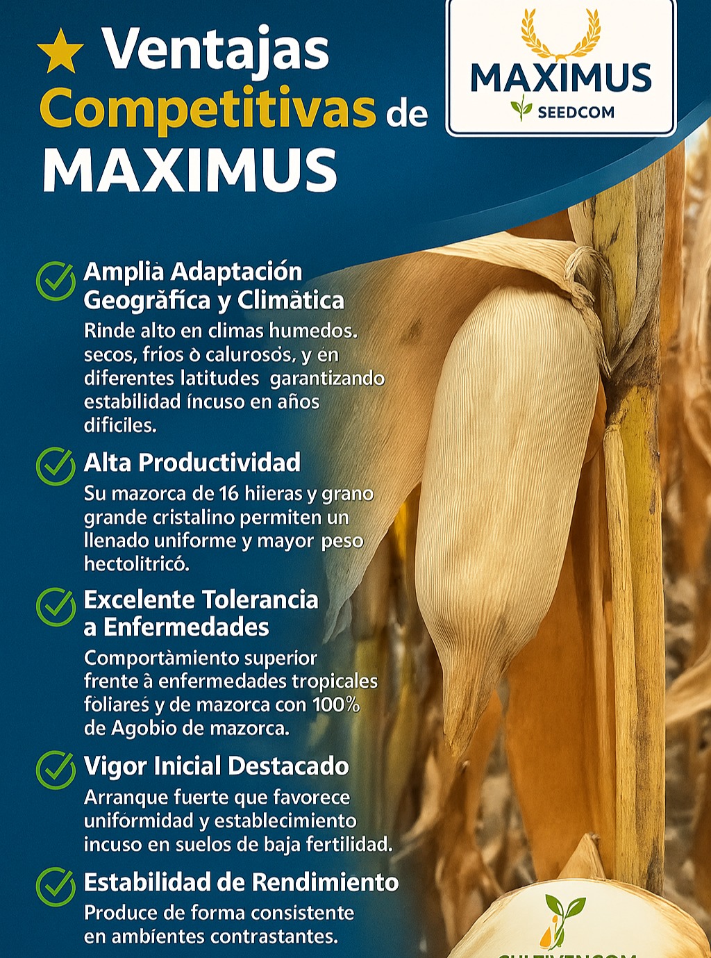 🧬 Descripción General
MAXIMUS es un híbrido de maíz de alta estabilidad, diseñado para producir consistentemente en una amplia variedad de climas, ambientes y latitudes.
Su excelente tolerancia a enfermedades, junto a su alta productividad, lo convierten en una opción competitiva para zonas tropicales, subtropicales y regiones de variabilidad climática.
Es el híbrido ideal para agricultores que buscan seguridad, versatilidad y rendimiento confiable.