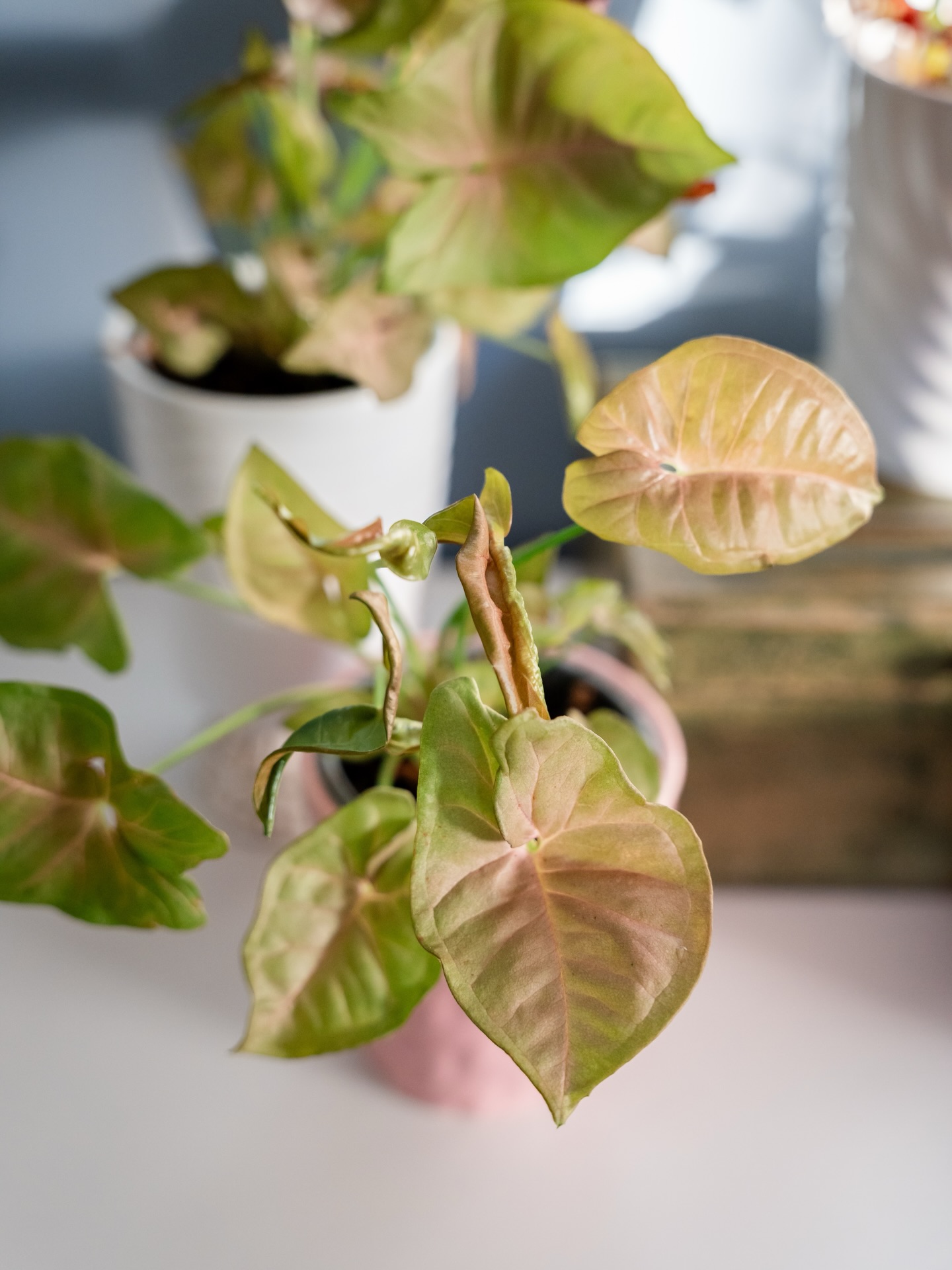 pink it up like my syngonium and philodendron 💗
🪴| @leafjoyplants grown right here in the Shenandoah Valley
#OctoberGraceMedia #VirginiaBrandPhotographer #PlantPhotography