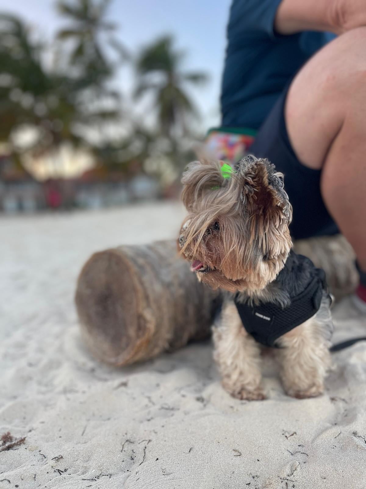 Mía and Alma say hi from the Dominican Republic!
These two little Yorkies are pure love. You can see how well their mama takes care of them, they’re happy, safe, and always ready to cuddle.
Just two tiny hearts bringing joy wherever they go.
🤍🐾