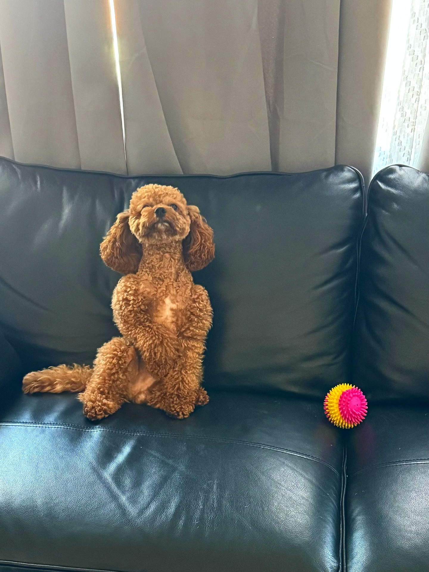 ¿Y quién es este hermoso muñeco? Es Coco 😍🎉 Envía sus saludos desde Queens, NY. A Coco lo veíamos cruzar siempre cuando teníamos la oficina en NY y le encantaba saludar a los demás cachorritos también 🐶 Gracias Crystal por enviarnos la foto de Coco siempre. Un abrazo 🙏🏽❤️
ㅤ
#coco #cachorros #poodle #poodletoy #dogs #perros #puppies #newyork #florida