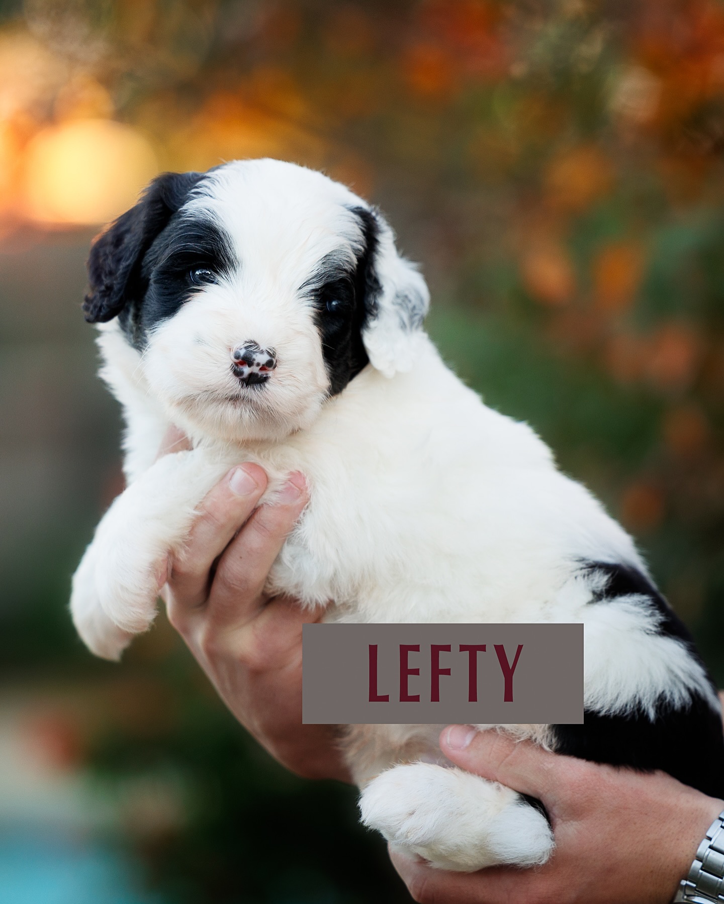 ✨ Four Weeks of Pure Puppy Bliss! ✨
Our chunky monkeys are officially four weeks old and wow… they are on the move!
These sweet babies are starting to show their little personalities. Constantly playing, running, tumbling around, and crawling right into our laps every chance they get. 🥰 They are so affectionate and would happily spend the whole day snuggled up if they could.
We can’t believe how quickly they’re growing, and it’s such a joy to watch every new milestone. 🐶. For more information on our future leaders, please visit our website.
#TexasHowdyDoodles #BernedoodleBabies #PuppyLove #FourWeeksOld #ChunkyMonkeys #PuppyCulture #DoodleLife #FutureFamilyDogs #SnuggleBugs