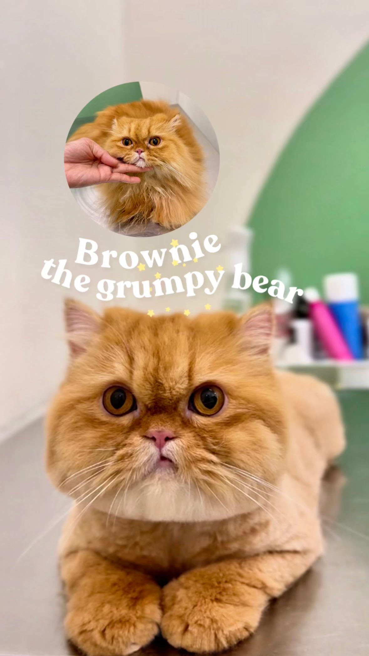 Teddy Bear Cut: where kitty goes from floof → cute lil’ plush toy
At Camp Kitty, we take the extra steps some groomers skip – a rounded teddy face, seamless coat blending and a tail that matches the silhouette.
Complete with toothbrushing and paw & nose balm, all-inclusive head-to-paw care in our Teddy Bear Cut package 🧸🤎
〰
🐱 Brownie
🛁 The Teddy Bear Cut
→ campkittyjb.com/groom
#GroomAtCampKitty #catgroomingjb