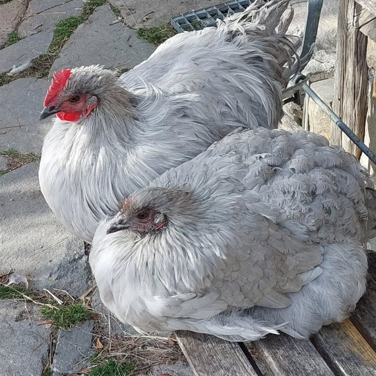 Notre magnifique couple de poule Orpington :
Malheureusement le coq a disparu hier en journée : probablement le renard.
La femelle va rejoindre dorénavant le poulailler commun avec les autres poules.
Elle va regretter ses temps en amoureux avec lui et en liberté autour de la maison.
#orpington
#poulebio
