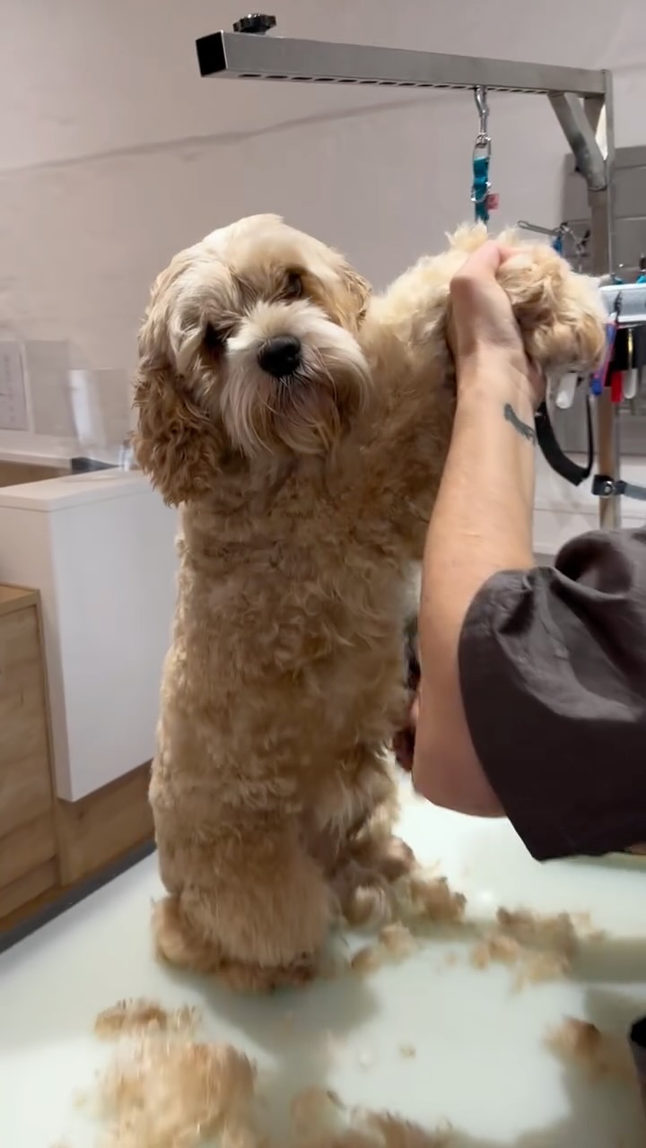 🐾 Kleine Auszeit für Emma – große Wirkung
Letzte Woche waren wir bei der lieben Michaela von fellosophie in Balingen – und Emma durfte 2,5 Stunden rundum verwöhnt werden. Pflege, Ruhe, liebevolle Behandlung – einfach richtig schön.
Die Hunde werden dort ganz individuell umsorgt – mit ganz viel Herz und Fachwissen. Emma war tiefenentspannt. Und ich auch. 😊
Danke, Michaela – für diese wohltuende Auszeit!
📣 Gönn deinem Lieblingshund (oder dir selbst) mal wieder was Gutes!
Zeit zum Auftanken tut uns allen gut – egal ob auf zwei oder vier Beinen.
#hundeglück #pflegezeit #fellosophie #glowforcecoaching #auszeitfüralle #hundeliebe #selbstfürsorge #achtsammitdir