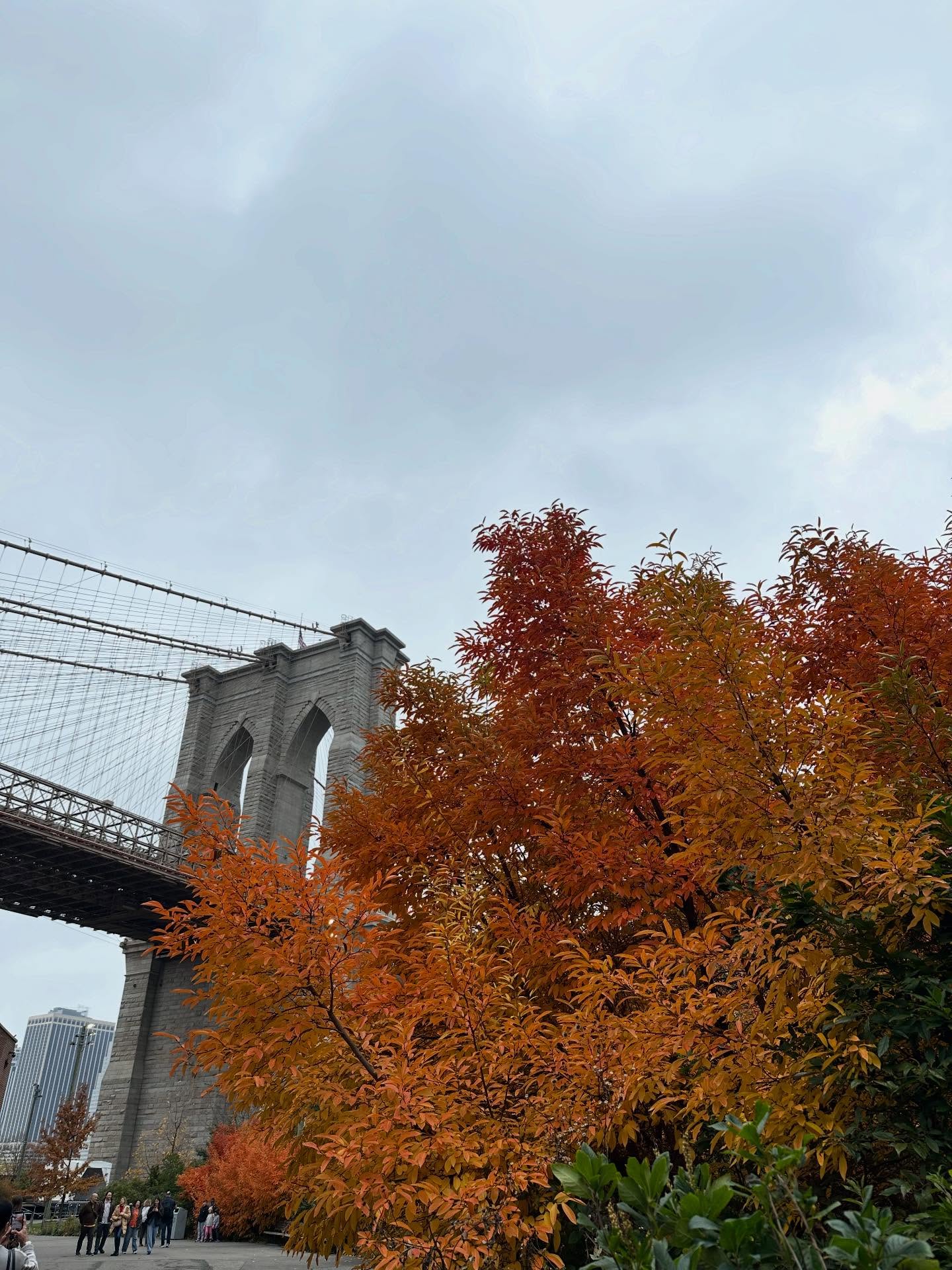 I hope you take delight in these images of fall in Brooklyn🍂 I’m feeling thankful for our neighbors who gourdify their stoops, views I never tire of, the Brooklyn Botanic Garden (and fall foliage on bonsai trees?!) and the arrival of sidewalk Christmas tree sale season. 🍂 And while I’m here, I’ll wish you a Happy Thanksgiving!