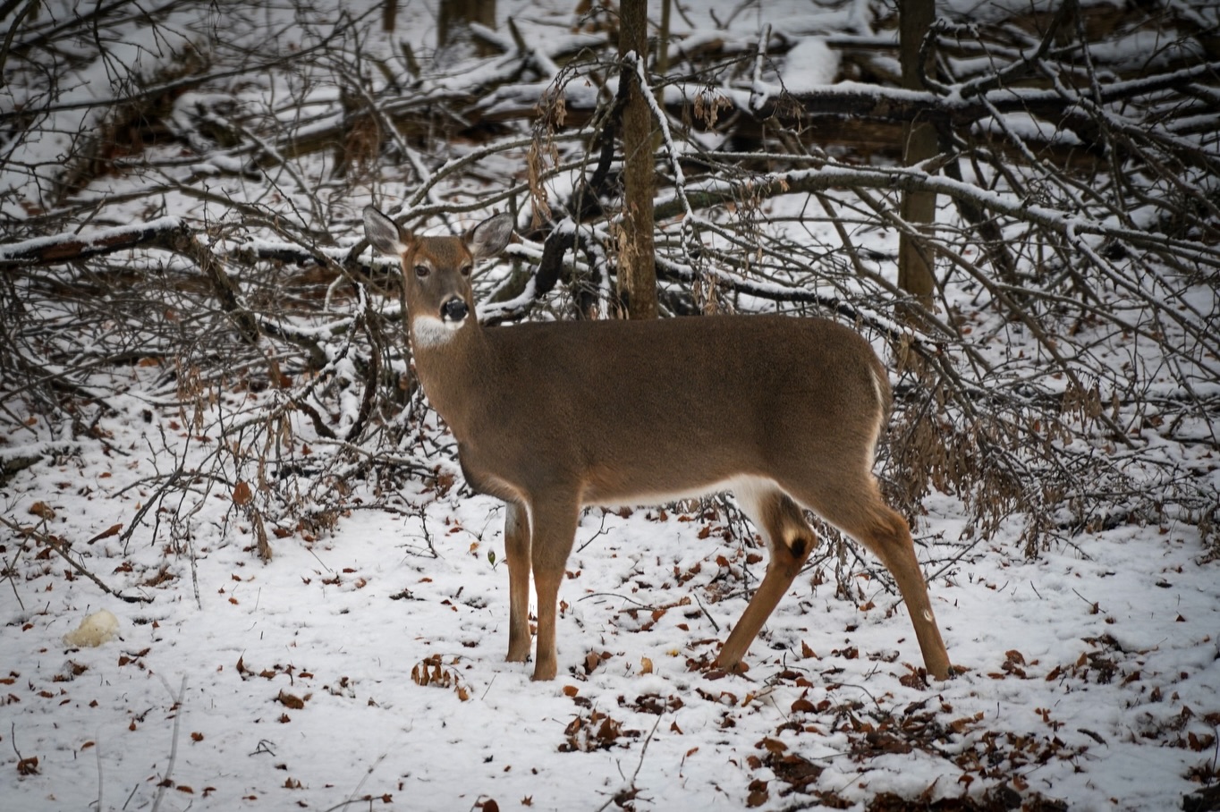 If the Christmas Eve snow wasn’t already getting me in the holiday spirit, we had a trio of deer visit our yard this afternoon. I’ve never seen them get this close to the house, but it was so peaceful watching them. All 4 of us spent at least 20 minutes watching “the nature show” as the kids were calling it. Even Lizzie was intrigued, although she thought they were big dogs and wanted to woof at them. These were taken from inside behind a window, I didn’t dare try to get outside and spook them!
Wishing you all a moment of peace this holiday season - let your heart be light ✨