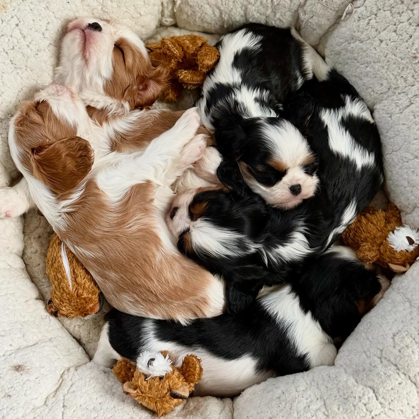 In honor of #thirstythursday we give the people what they want. Adorable puppy content.
Also @multipetinternational and @kongcompany dm if you wanna collaborate 😉 they truly love their lampchop bed and tiny teddys 🥰