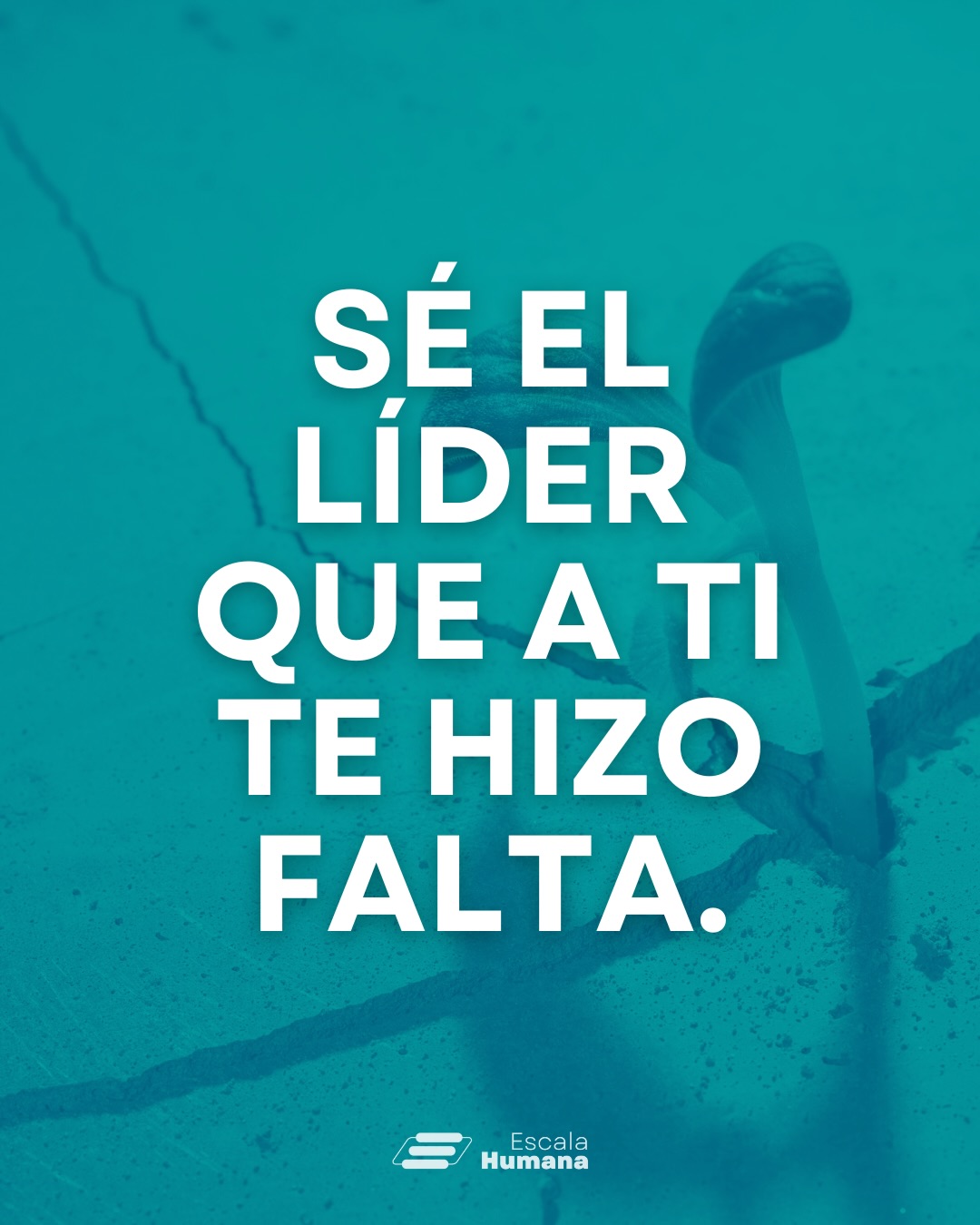 Liderar distinto no es un acto individual; es una decisión que transforma todo el sistema 🌎.
Gran parte del liderazgo se ejerce desde patrones aprendidos: formas de relacionarnos y tomar decisiones que repetimos sin darnos cuenta 🔁, porque fueron las referencias que vimos en nuestra vida personal y profesional.
Bajo presión, esos modelos reaparecen, incluso cuando queremos liderar distinto.
👁️ Romper ese ciclo requiere consciencia para ver esos automatismos, práctica para desactivarlos y espacios de acompañamiento para construir nuevas formas de liderar.
🌐 En consultoría vemos que, cuando un líder decide hacerlo distinto, el impacto es inmediato: el equipo se conecta mejor, las conversaciones se abren y la cultura se fortalece.
#Liderazgo #Consultoría #GestiónEmocional #CulturaOrganizacional