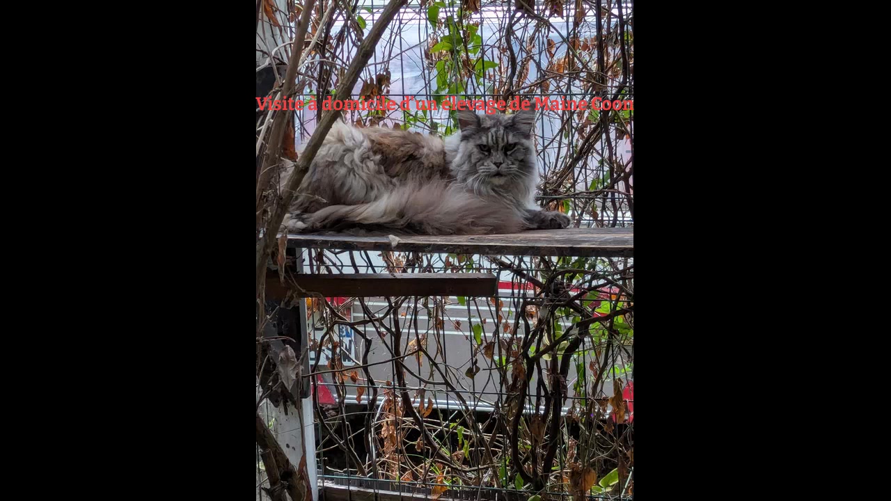 #mainecoon #mainecoonlovers #visiteadomicile #revel #soreze