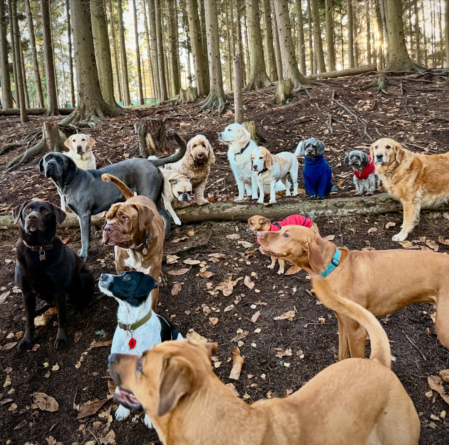 A peek into our week! 🐾💛
#DuncansDoggyDaycare #Duncans #DDD #DuncansDogCo #DoggyDaycare #DoggyDaycareLife #SurreyDogs #SurreyDogCare #LondonDogs #LondonDoggyDaycare #SurreyPetServices #DogsofSurrey #DogsofLondon