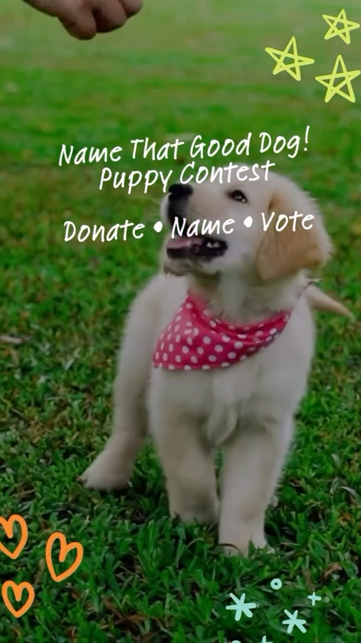 Giving Tuesday is just one week away… but the magic starts NOW! ✨🐾
Every donation to our Name That Good Dog! Puppy Contest will be doubled, starting today.
Help us name a future Good Dog! and make an incredible impact for a child and family in need. 🔗 in bio
