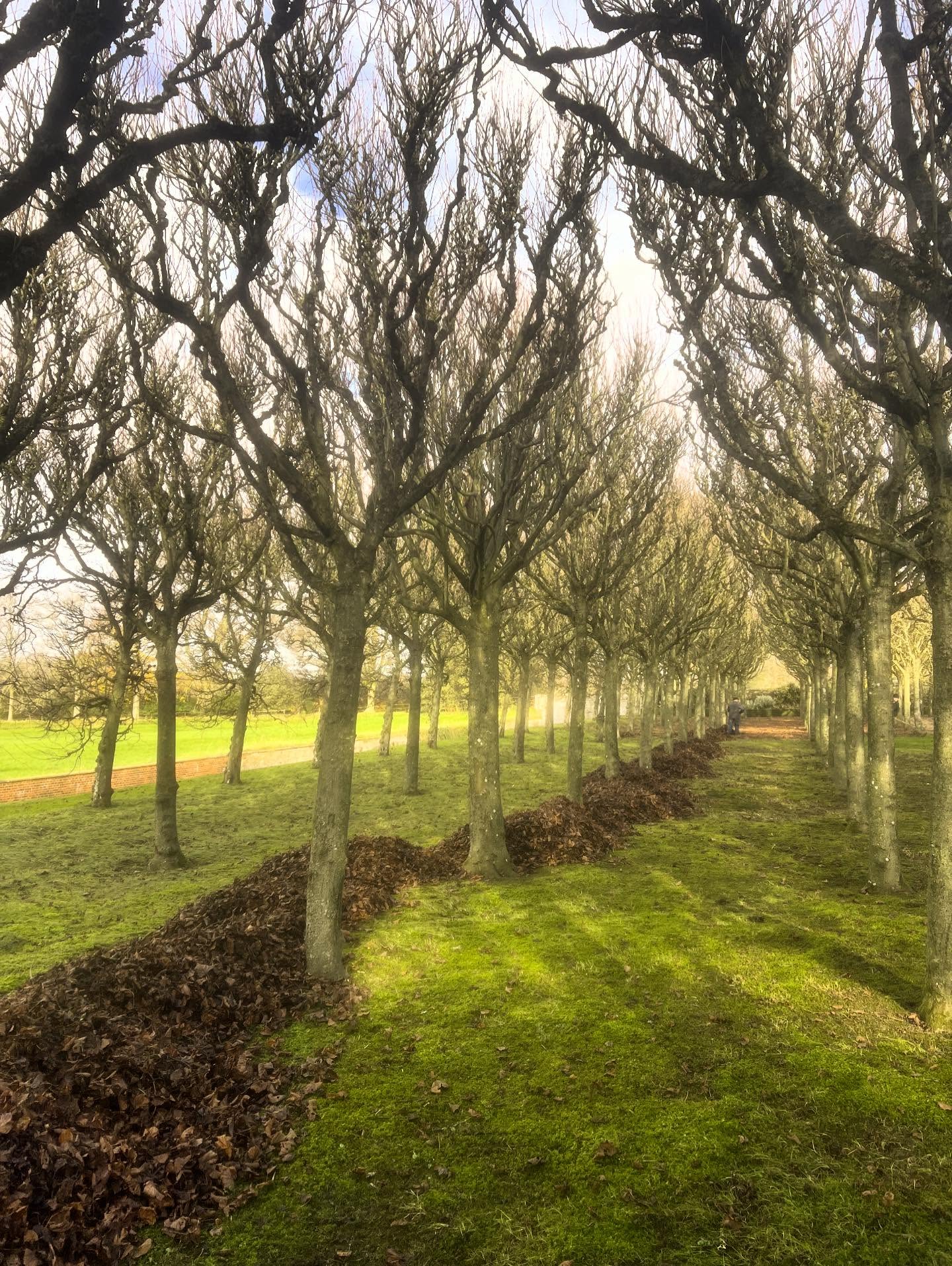 A line of leaves (ready to be collected)