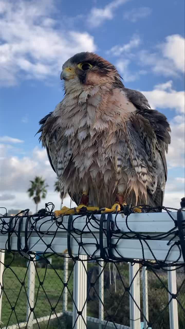 It’s that time of the year when mud puddles are plenty and Bunco finds free spas everywhere 🧡🧡🧡 #sandiego #lajolla #lannerfalcon #totalraptorexperience #spaday #thingstodoinlajolla #falconry #socal #falconryexperience