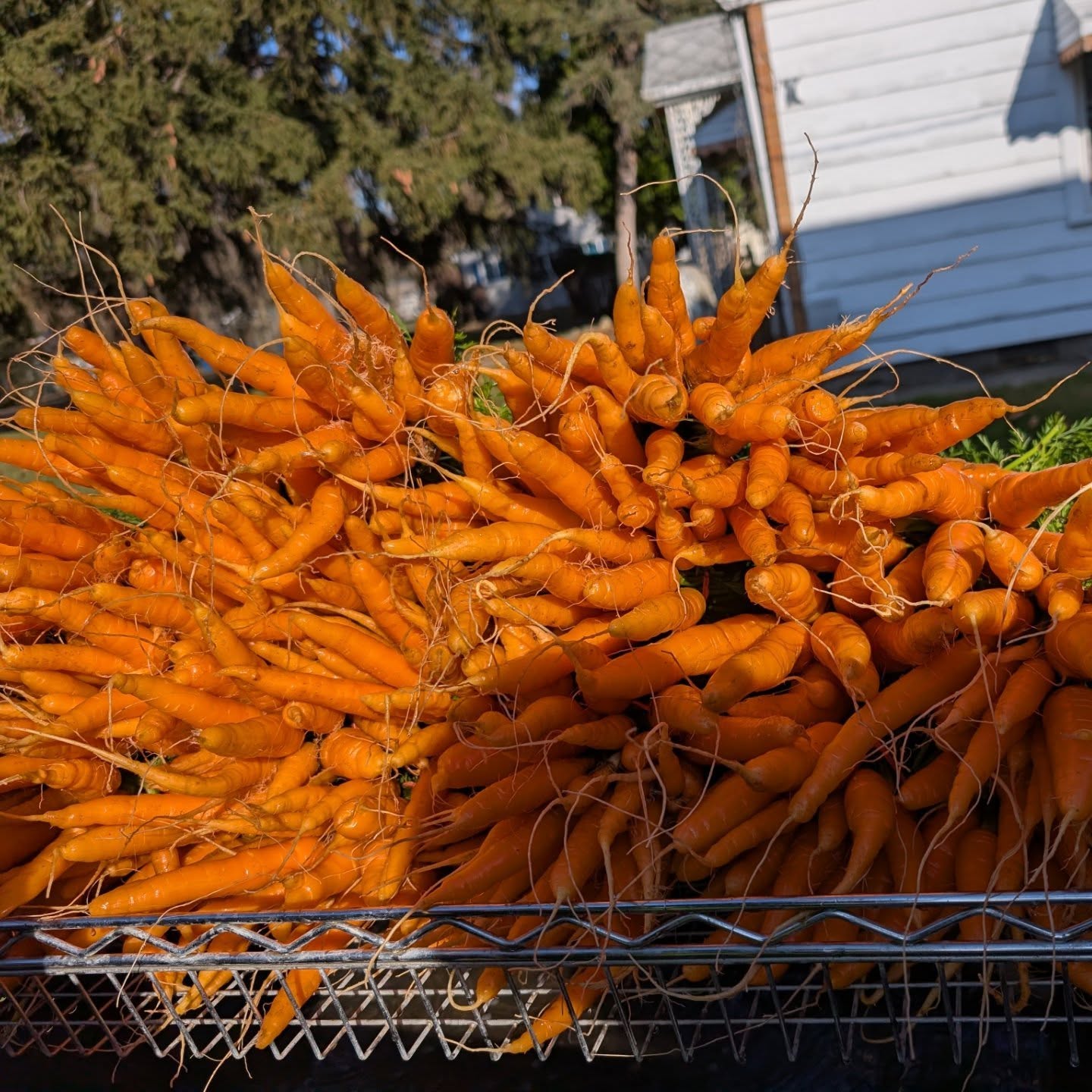 Thanksgiving is less than a week away and The Final Outdoor @kalamazoomarket of the year is tomorrow, y'all! Stock up for your feasts with all the greens and roots you need! Nothing beats a premium local organic salad from your favorite family farm! Come on out it's gonna be a great one!