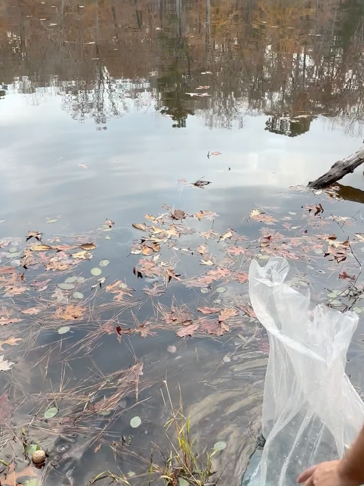 New Lake Inhabitants Unlocked: CHANNEL CATFISH