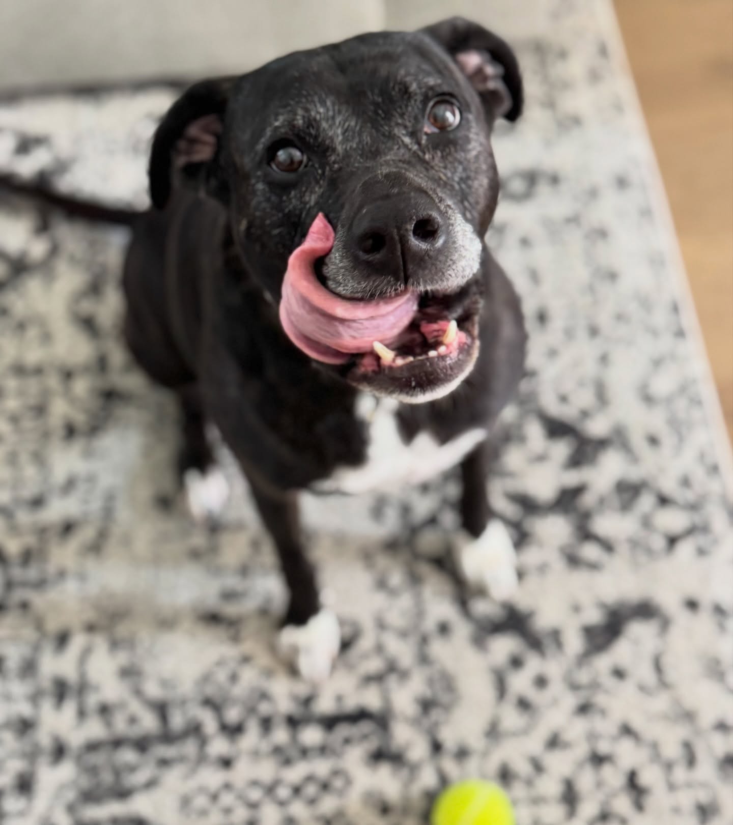 C I T R A 🎾
🐾Boerne Pet Sitting
📍Boerne - Fair Oaks Ranch - Dominion - Leon Springs
📱Message or call link in bio for booking into 2026!
#dogsitter #dogs #petsitting #boerne #fairoaksranch #dogboarding