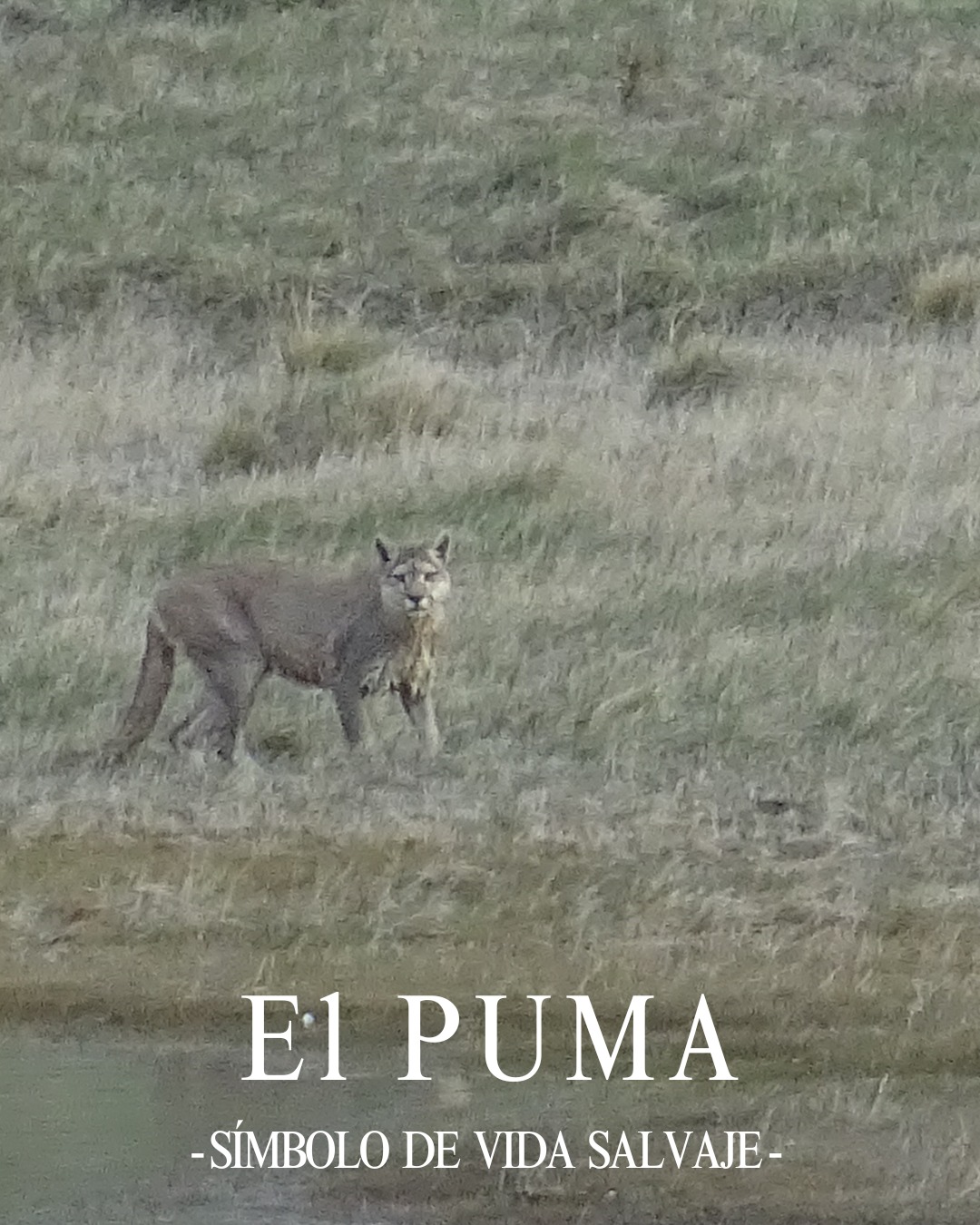 🐆 P U M A
Quand tu le croise, voila les premiers mots qui te viennent en tête: massif, discret, agile. (et gros chat).
Quelques secondes le temps d'un eye contact (📸1), petite baignade et jeux avec les canards.
#patagonia #trekking #chili #photo #patagonie #puertonatales #andes #faune #puma