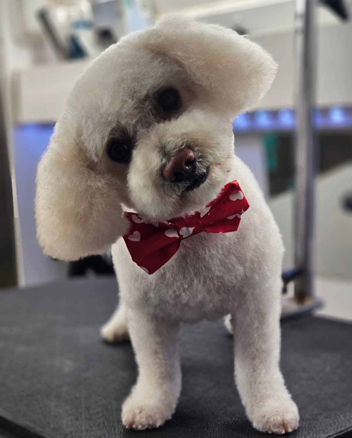 Theos Holiday spaw day