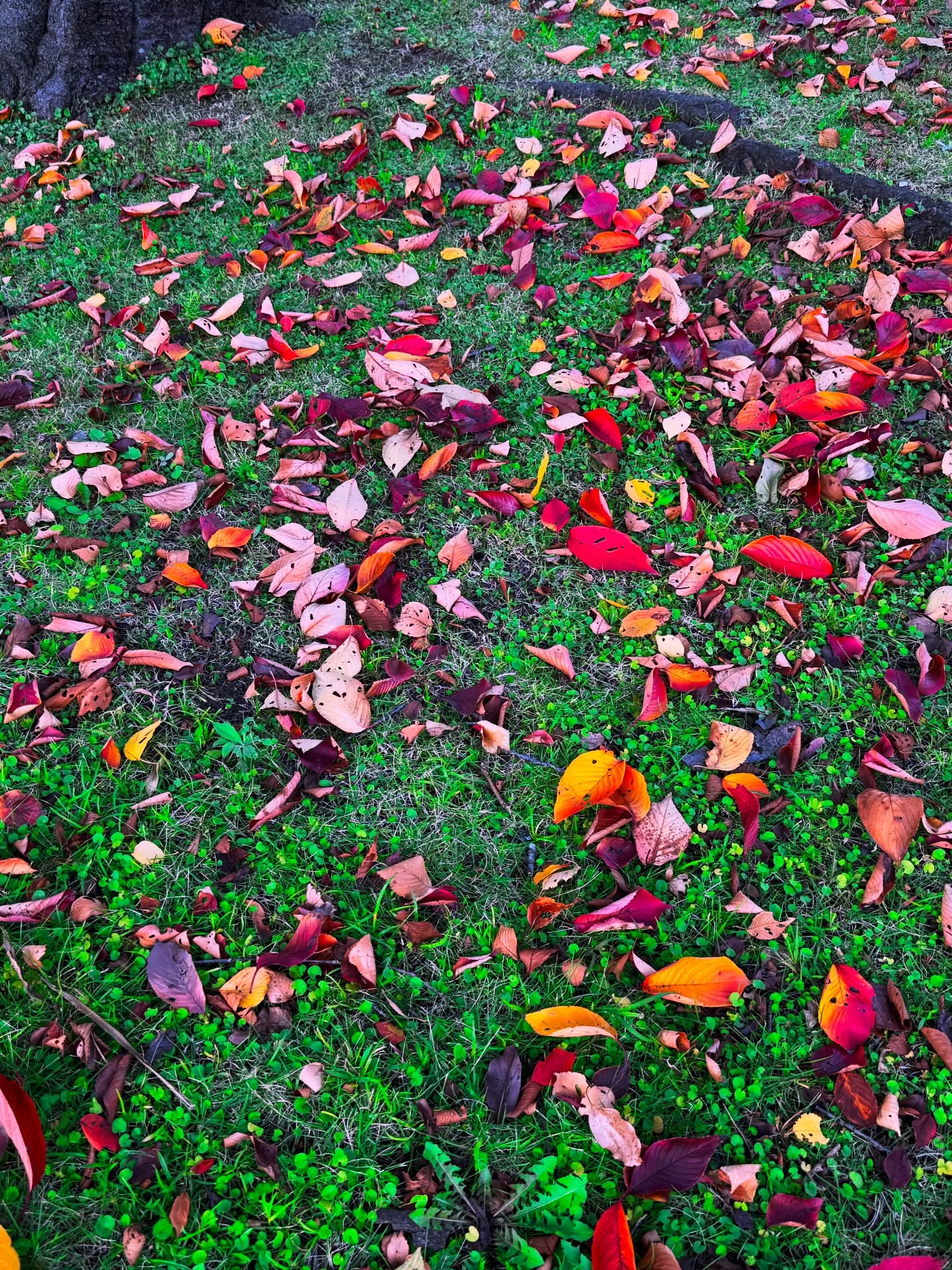 Day 21: The fallen leaves were a beauty to see. The foliage colors left me breathless and giddy. Hearing the leaves crunch under my shoes was satisfying. I love autumn so much. 🍂🍁
#november #daytwentyone #autumn #fall #leaves #beautiful #thankful #grateful #gratitude #thankfulchallenge #blog #tasteoflife #mothernature