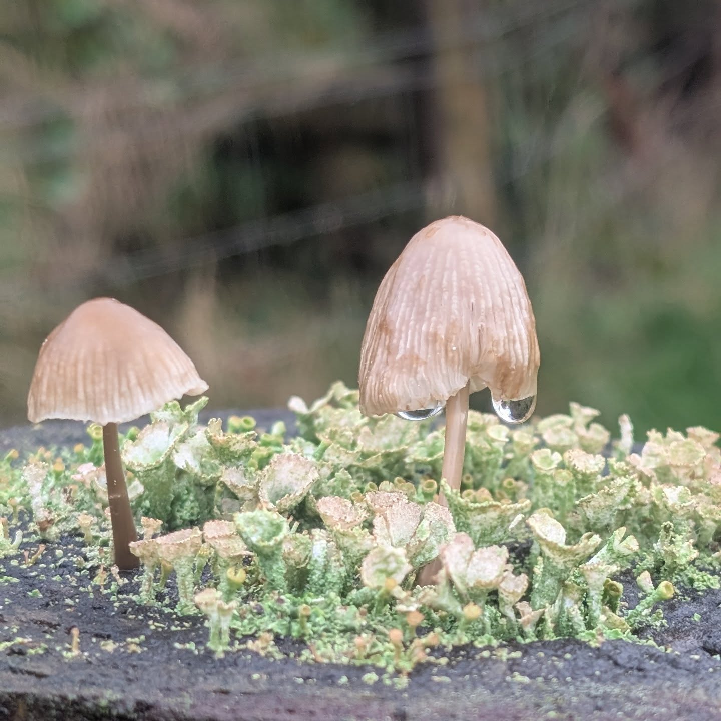 Stumbled upon a tiny fairy garden disguised as mushrooms 🍄✨
Pretty sure the fae are watching from somewhere between the moss.”
.
.
.
#lowerwillsworthy #dartmoornationalpark #dartmoor #holidaycottagesuk #ukbreaks #dartmoorholidaycottage #FairyGarden #Mushrooms #WoodlandMagic #Fungi #NatureMagic #EnchantedForest #MyceliumMagic #ForestFinds #WhimsyInTheWild