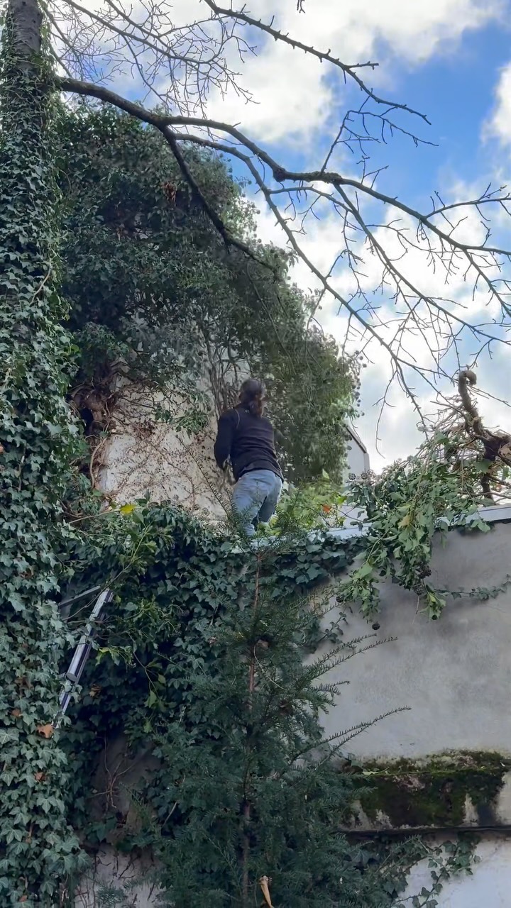Efeu-Rückschnitt abgeschlossen 🌿✂️
Wand frei, Auftrag erledigt. #Keepitclean #hausmeisterservice #gartenarbeit #immobilien #handwerk