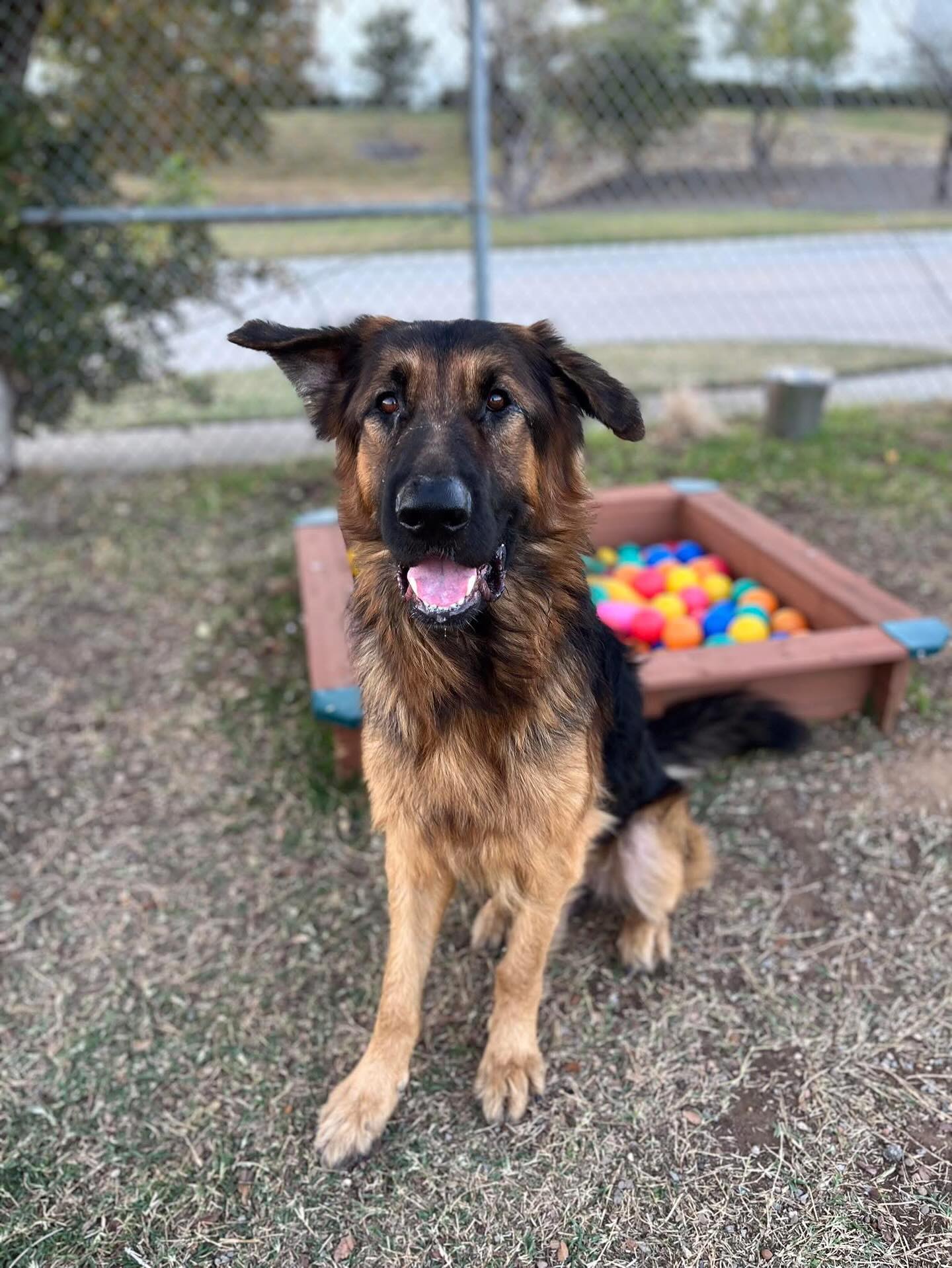 Safe in a shelter foster home!!!
German Shepherd, big dog lovers!! Bear is looking for you! 🐾 This is a Hail Mary, but is there anyone who could get Bear today and foster him until 12/1? It’s only two weeks. Outbound said if he gets out today he can still make the 12/3 transport, and I don’t want him to be left behind. He is a good, sweet boy who just needs one hero. Let’s rally and get Bear out! 🐶🧡
🧡 Bear 59748932 is a 2-year-old, 80 lb, neutered male German Shepherd. He’s dog friendly, easy to leash, handle, and walk, and is very sweet, loving, and affectionate. He’s extremely treat-motivated, takes them gently, knows the sit command, and can be a little jumpy when he sees the snacks. He is on the thinner side and needs some extra groceries, treats, and TLC.
Bear is located at Fort Worth Animal Care & Control: South/Silcox, 4900 Martin St, Fort Worth, TX 76119.
Please email FWACCfoster@fortworthtexas.gov if you can pick him up TODAY—must be local to DFW.
