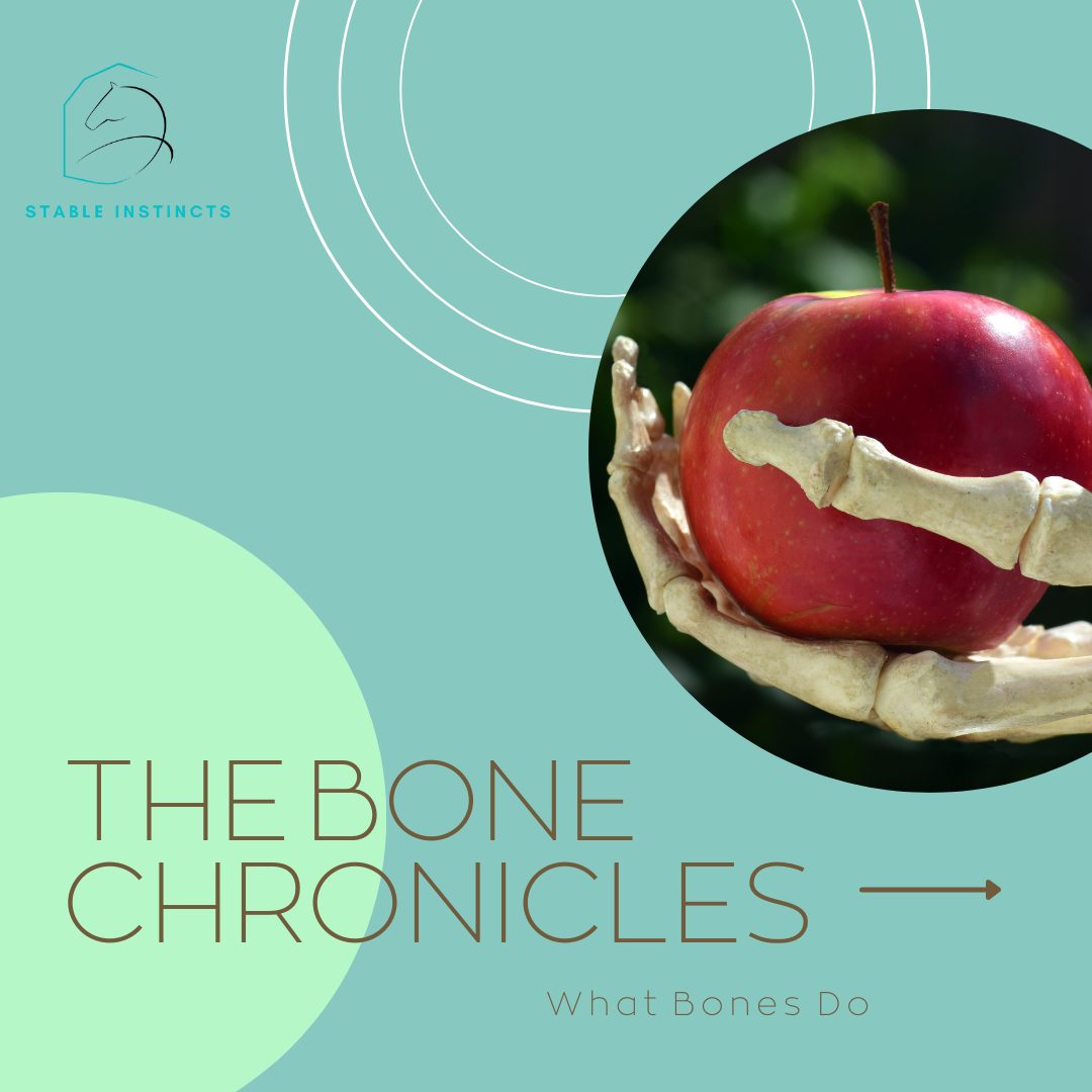 Bones are your horse’s framework; the architecture behind every stride, stop, and turn.
Think of bones like the beams of a barn: when maintained and supported, they hold strong. Misaligned or overloaded, cracks show in performance and stability long before you see them.