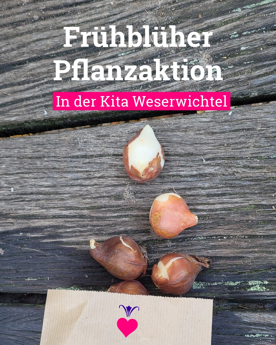 Auftakt der Baumscheibenkampagne 2025! 🌱🌷🐝
Gemeinsam mit den Kindern der Kita Weserwichtel haben wir im Oktober 150 Frühblüherzwiebeln gesetzt – von Winterling und Krokus bis zu Tulpen und Waldhyazinthen.
Vorher gab’s ein kleines Frühblühertheater, in dem Yvonne und Lea erklärt haben, warum Frühblüher so wichtig für unsere Insekten sind – und wie sie über mehrere Monate nacheinander blühen. 🌷🐝
Mit Unterstützung der Erzieher*innen und der Kitagarten-AG waren alle Zwiebeln in zwei Stunden unter der Erde. Jetzt heißt es warten – und freuen auf die ersten Blüten im Frühjahr 2026.
Danke an das Fernheizwerk Neukölln für die erneute Finanzierung der Kampagne! 💚
4 von 9 Baumscheiben-Starter-Sets sind noch zu vergeben. Bist Du in einer Kita, Schule oder anderer sozialen Einrichtung und möchtest eine Baumscheibe bepflanzen? Dann schreib uns an harzacker@parzelle-x.de! Die Kampagne läuft noch bis Ende April 2026
#Harzacker #Baumscheibenkampagne #Baumscheibe #Frühblüher #KitaWeserwichtel #UrbanGardening #StadtNatur #Neukölln #Biodiversität #GemeinsamGärtnern #gemeinsamgärtnern #qmharzerstrasse #städtebauförderung
