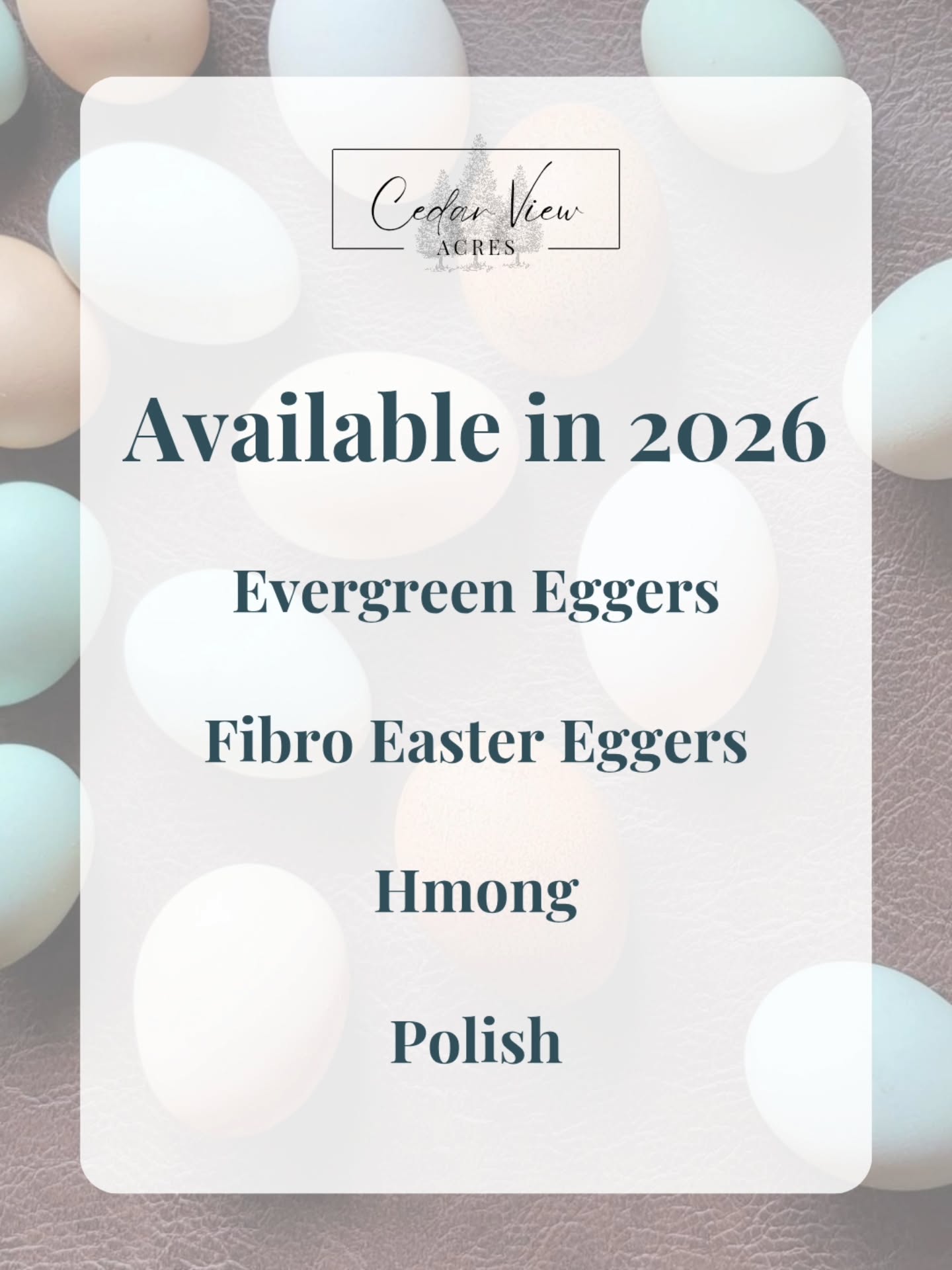 📣 2026 Available Breeds 📣
It's crazy to think that we are just a few short months away from hatching and chick season.
While we haven't opened orders quite yet, you can head over to our website to sign up to be notified when we are ready to take orders.
We're excited to offer a few breeds that are near and dear to our heart in 2026:
🌲 Evergreen Eggers (multi-generation olive egger)
💎 Fibro Easter Eggers (multi-generation)
♣️ Hmong
❤️ Polish – Cuckoo colouring, with a chance of other mixed colours.
ALL of our breeds for 2026 are sold as unsexed/straight run. This means we cannot tell their gender at hatch.
A lengthy description and photos of each breed can be found on our website https://www.cedarviewacres.ca/chicken-breeds-available