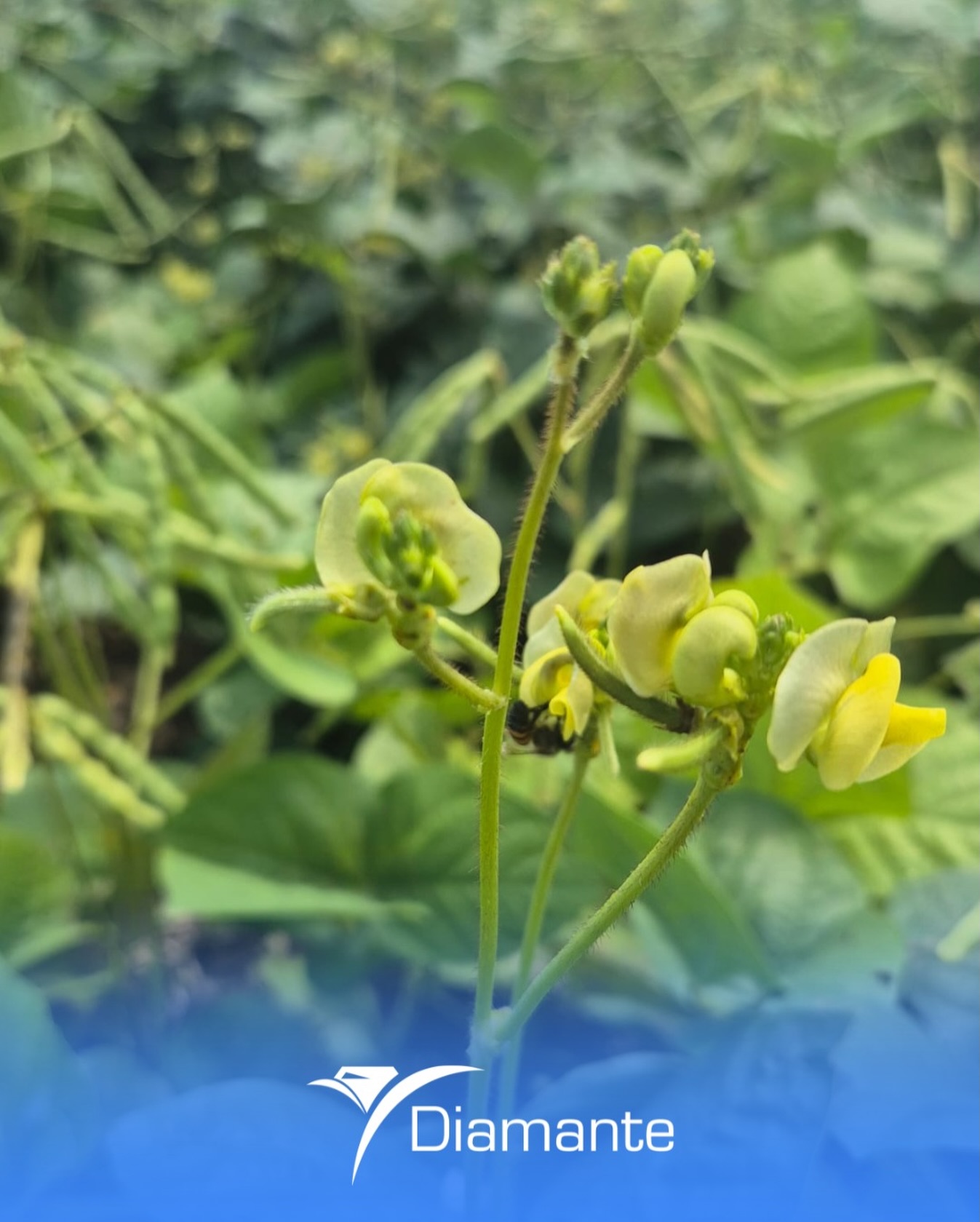 A natureza fazendo seu trabalho com perfeição. O Feijão-Mungo em pleno florescimento, sinal de que a safra está progredindo e as vagens estão prontas para se formar.
#safra #feijao #feijãomungo #diamante #diamantesgricola