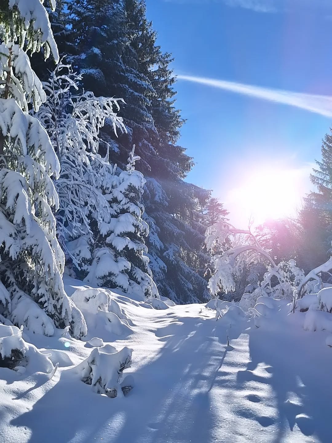 "Regarder profondément dans la nature, et alors vous comprendrez tout beaucoup mieux." Albert Einstein
#plaisirdujour #serenité #photooftheday #nature #photonature