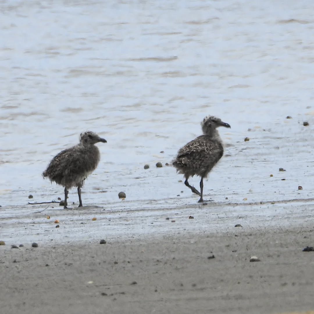 A pair of young Black back gulls wandering out on the crablands, parents hovering overhead.
#karameagulls #kelpgull #blackbackgulls Karamea karameawild newzealand nzlife nzwildlife wildnz southisland nzsouth southislandnz westcoastnz nzwestcoast tewaipounamu paradise umere arapito littlewanganui birdsnz nzbirds wildsouth kohaihai oparara birdshots birdphotos wildlifenz Aotearoa nzfauna nzflora