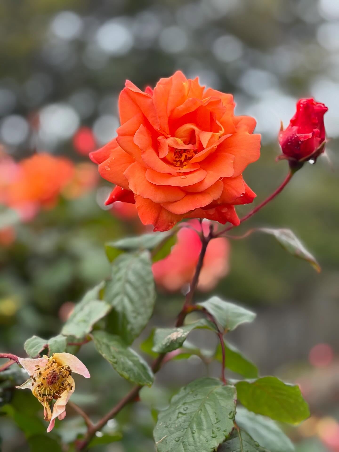 A rose is a rose is a rose - Gertrude Stein