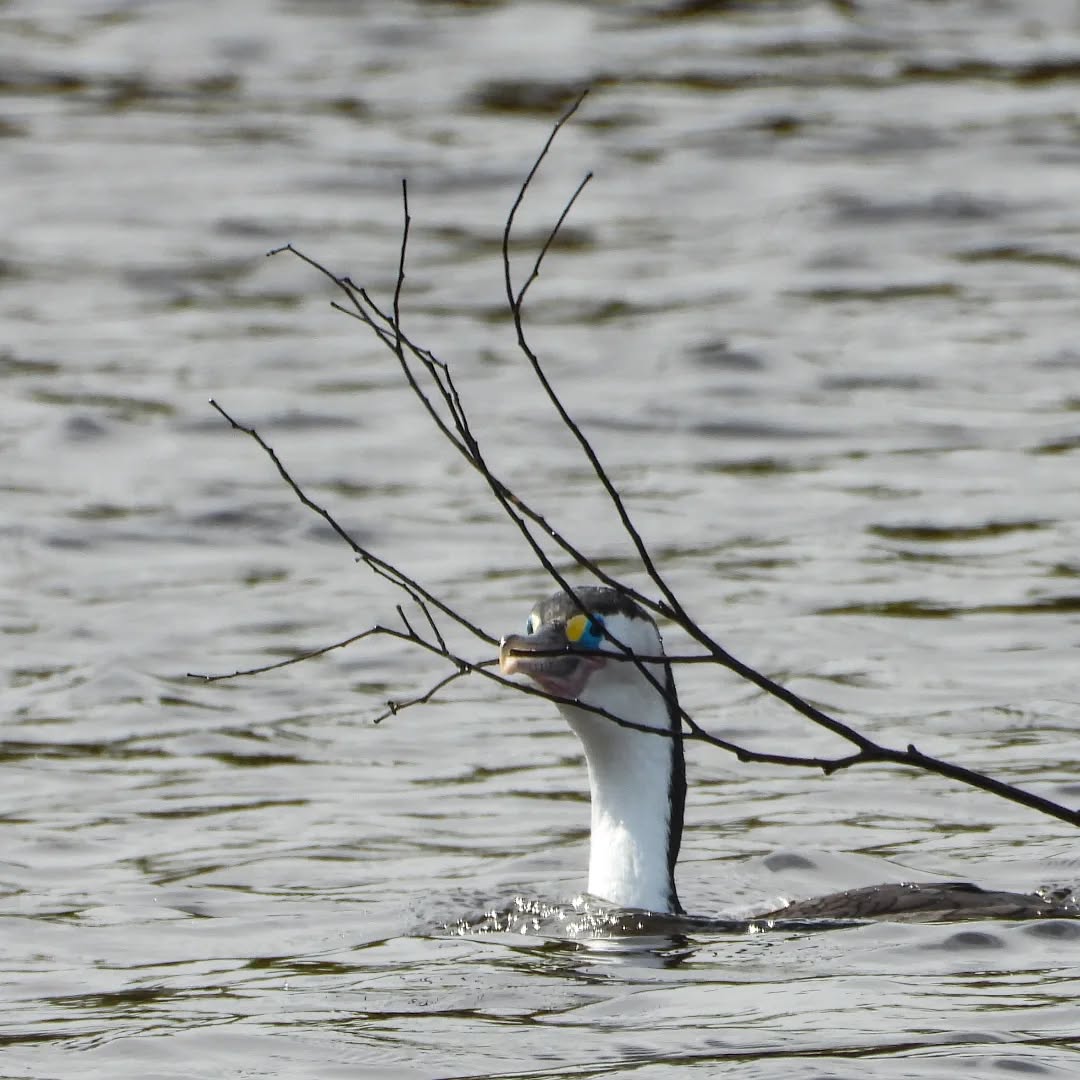 Many of our Shags nesting on the river are just getting their young to the juvenile stages, but this pair have just started building. The gathering of the sticks seems to be quite an achievement and they are placed in the weave of the nest with great ceremony.
#karameashags #riverpenguins #piedcormorant #Karamea #karameawild #newzealand #nzlife #nzwildlife #wildnz #southisland #nzsouth #southislandnz #westcoastnz #nzwestcoast #tewaipounamu #paradise #umere #arapito #littlewanganui #birdsnz #nzbirds #wildsouth #kohaihai #oparara #birdshots #birdphotos #wildlifenz #Aotearoa #nzfauna #nzflora
