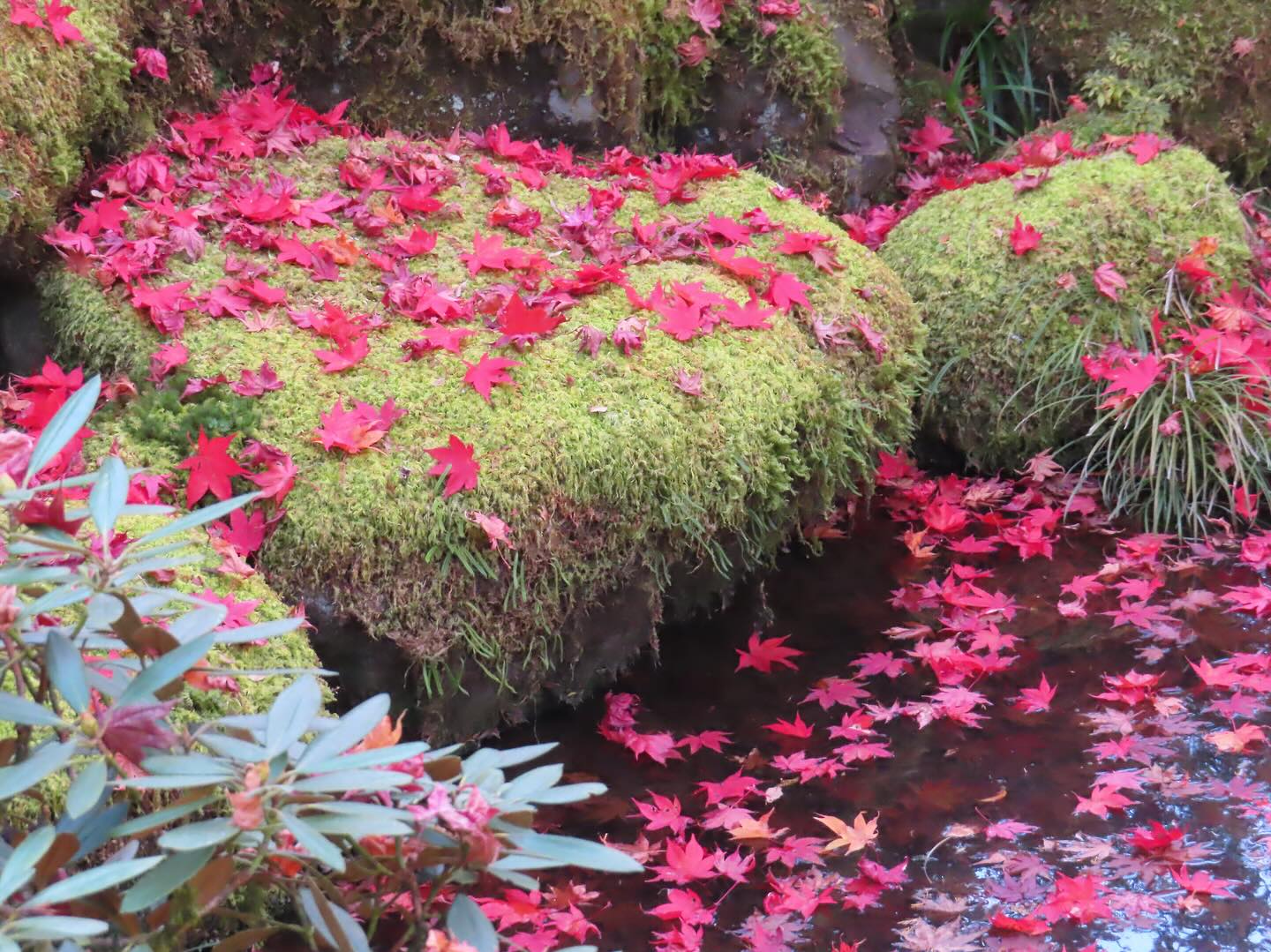A sunny day in Nikko, Japan. Peak autumn colours 🍁
