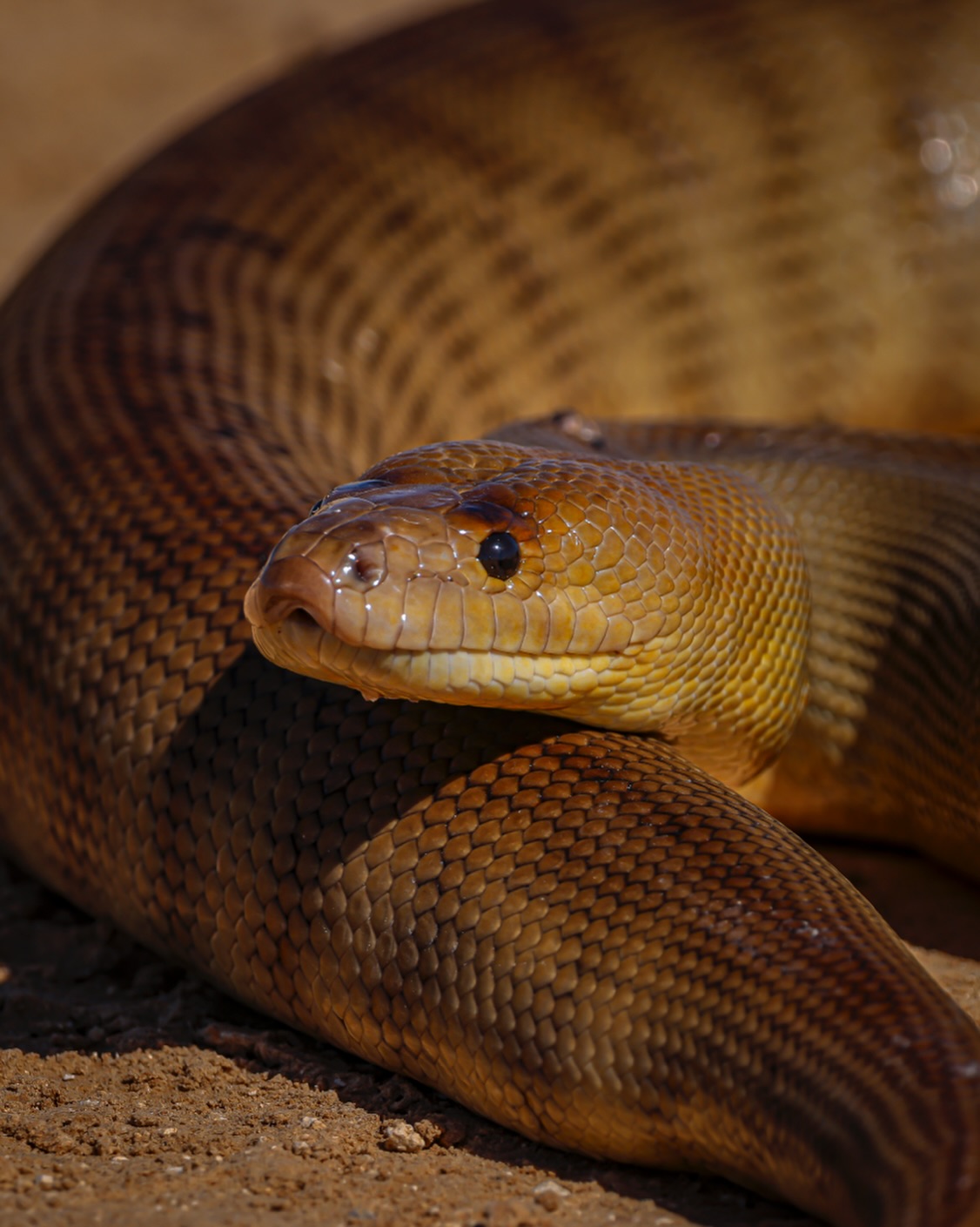 Throwback Thursday.
A Woma Python🐍 from the Cooper Basin.
Loves Cuddles.
I wrote 10 puns for this post. How many made the cut? Only the 1 in-ten-did..
Seeing myself out..
#ausgeo #womapython #womapythonsofinstagram #snake #snakesofinstagram #wildlife #naturephotography #nature #wildlifephotography #snakesofaustralia #natgeowildlife #natgeoyourshot #tbt