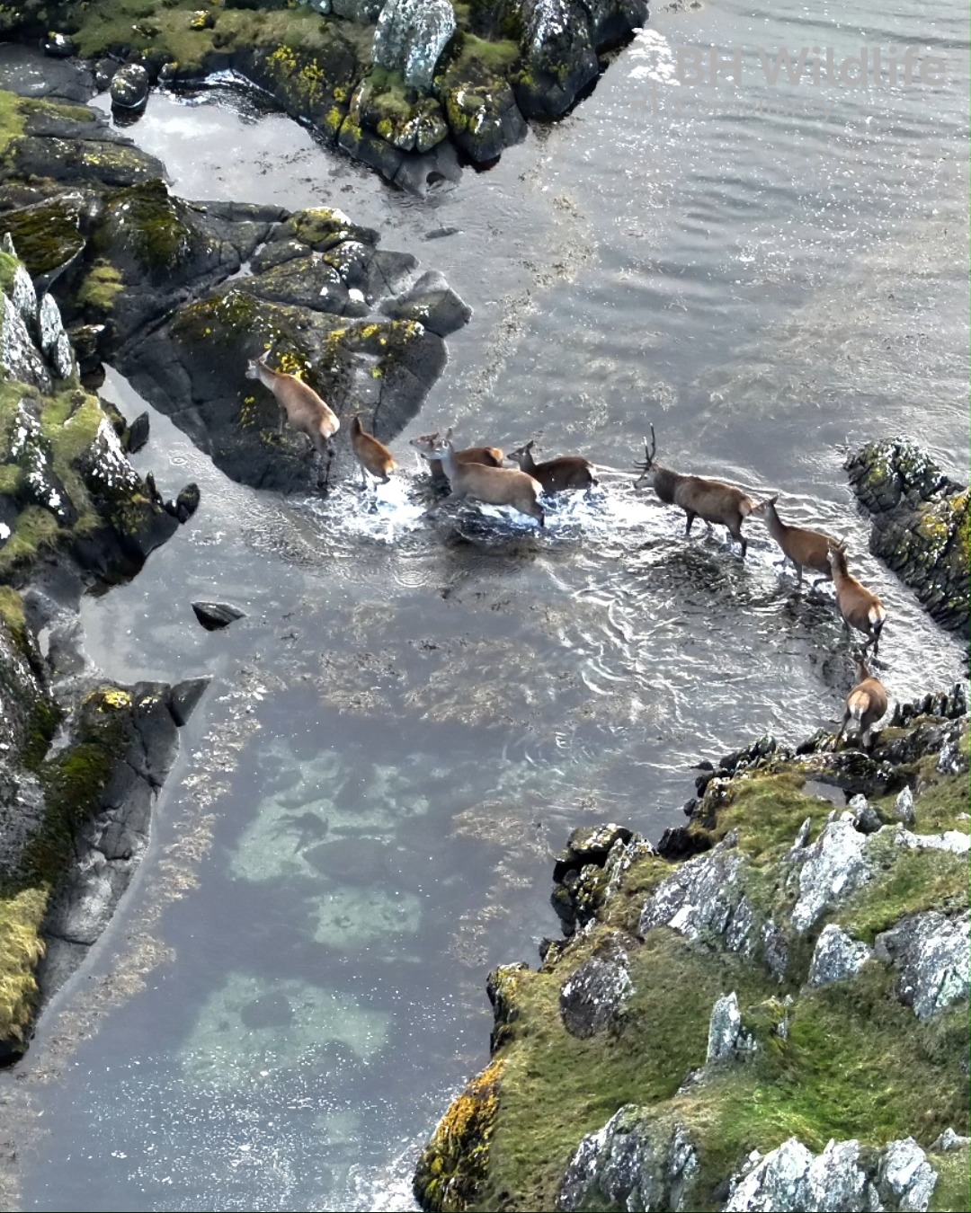 It’s always impressive to see how easily deer cross water as part of their daily movements.
The first clip shows red deer on a Scottish island, and the second is from Northern Germany.
Deer are far better swimmers than most people realise:
• Their bodies are naturally buoyant
• They use a strong, steady dog-paddle
• Even big species like red deer can cover long distances, especially between islands or across rivers.
#wildlife #naturelovers #deer #reddeer #naturevideo #wildlifevideo #AnimalBehavior #NatureScenes #outdoorlife #wildlifephotography